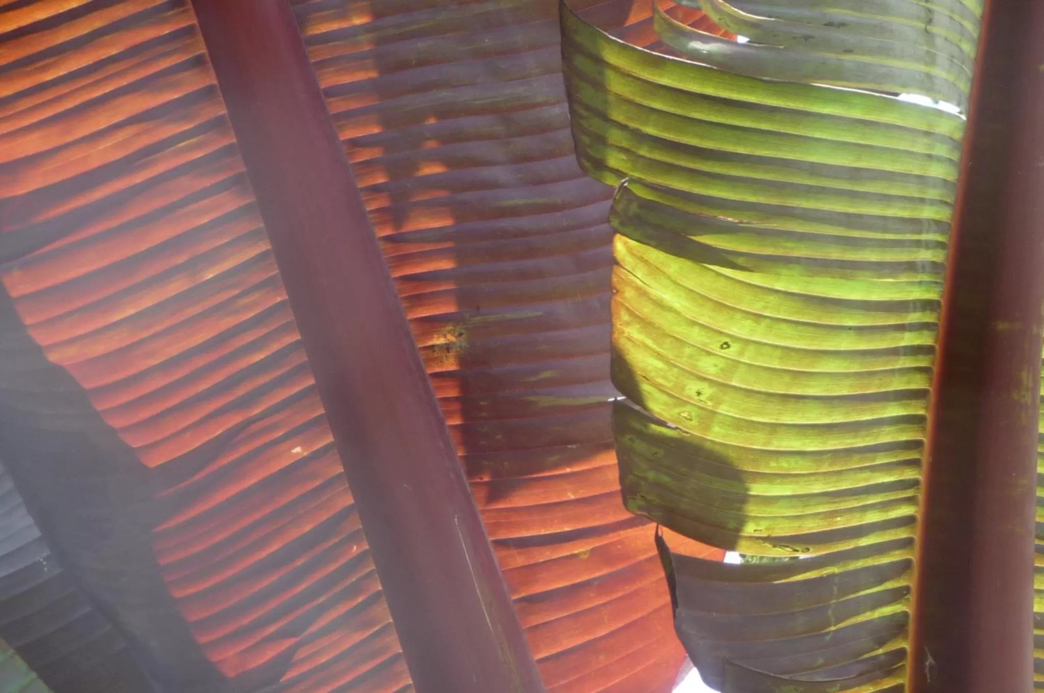 Garden in Magnolia Petal