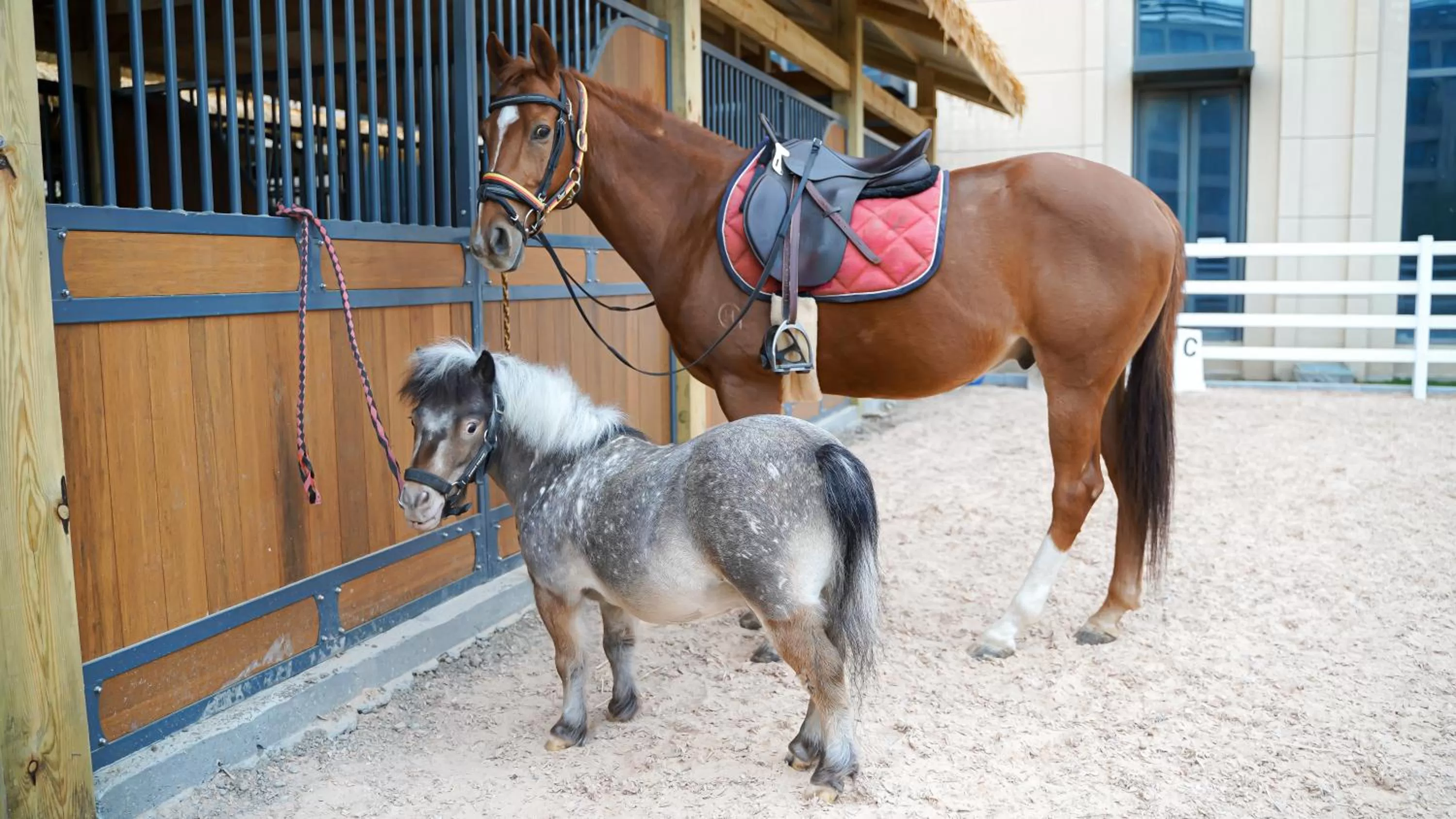 Horse-riding in Primus Hotel Shanghai Sanjiagang - Offer Pudong International Airport and Disney shuttle