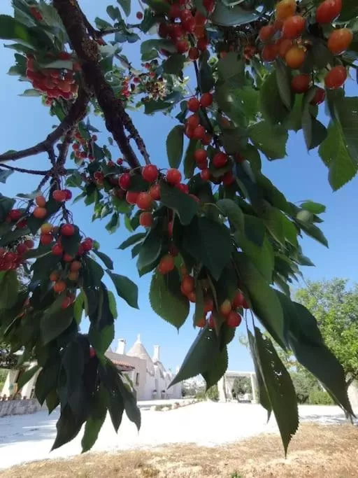Trullo La chicca della valle