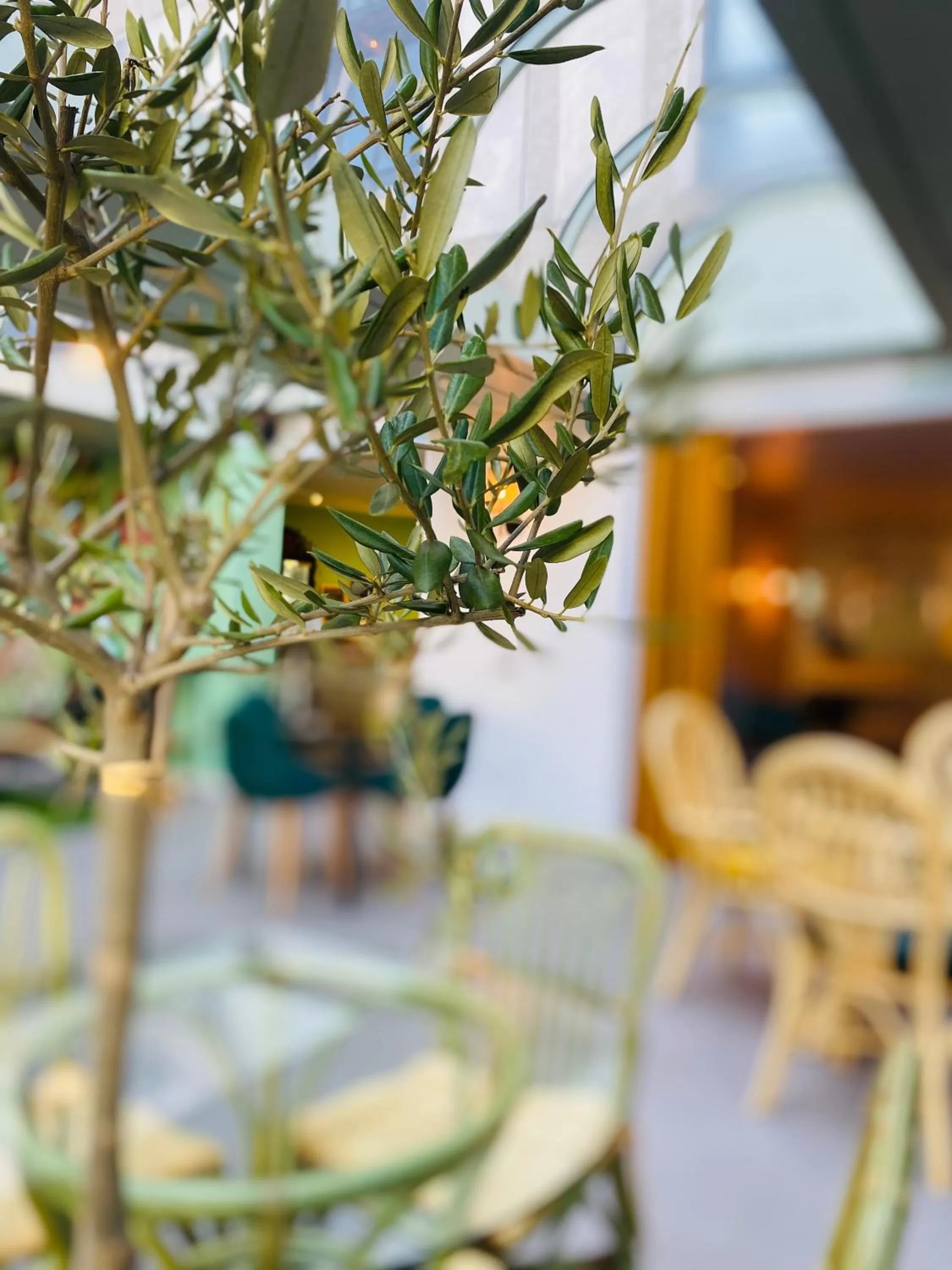 Garden in Hotel Europole