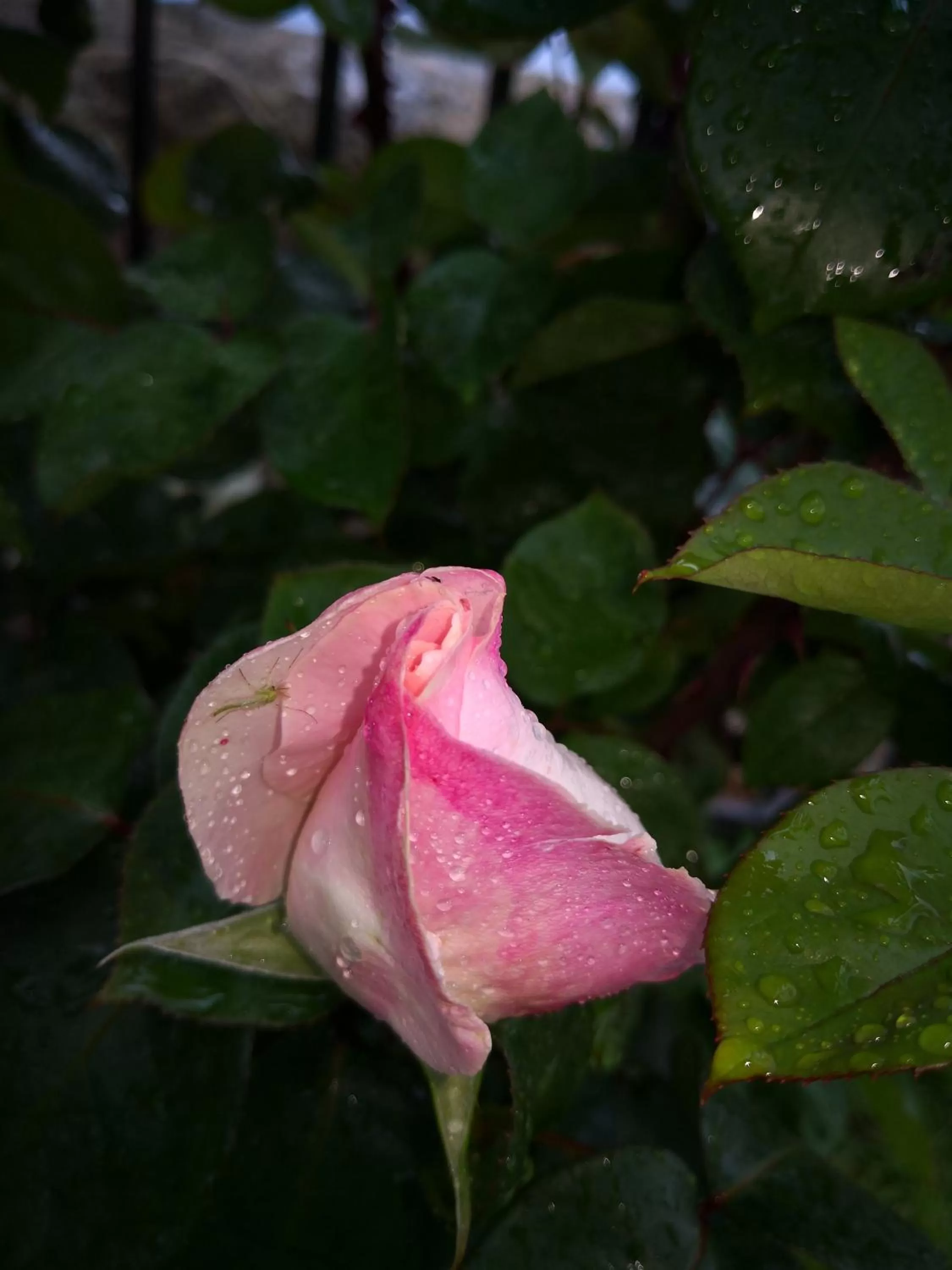 Garden in Il Torrione