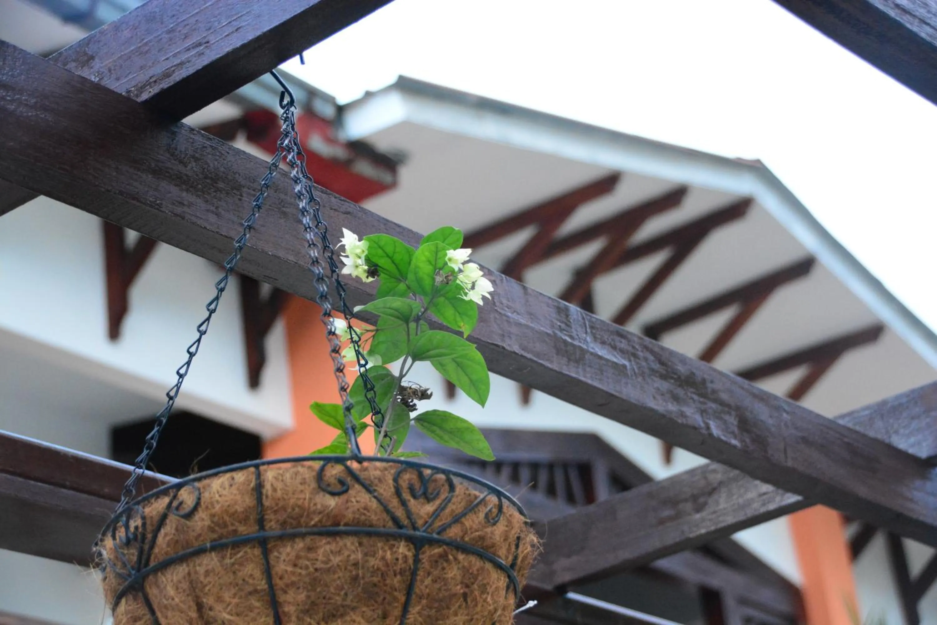 Garden in Hotel Europeo