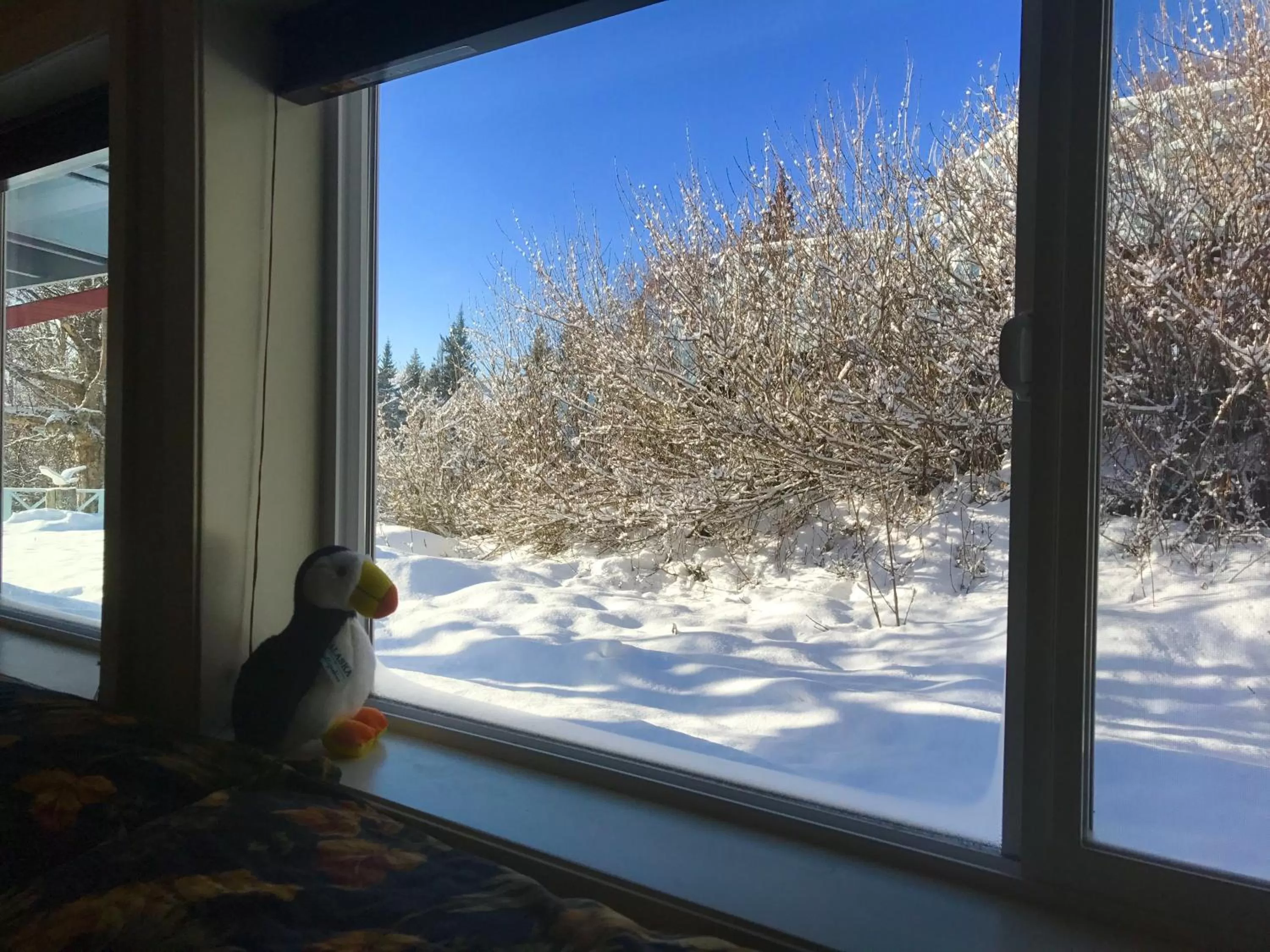 Garden view, Winter in Halcyon Heights B&B/Inn