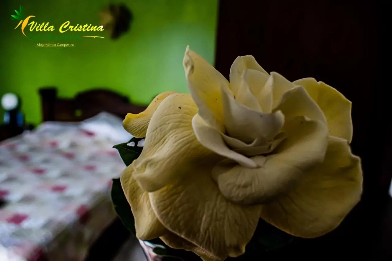 Bed in Villa Cristina - Casa Boutique