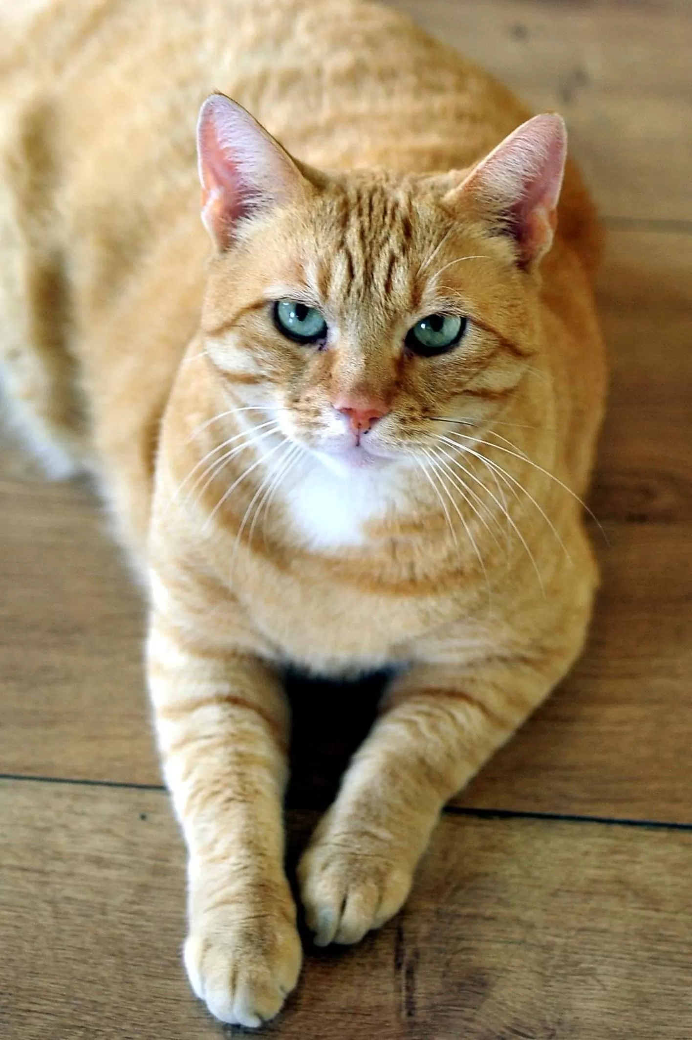 Animals in Hotel Abba