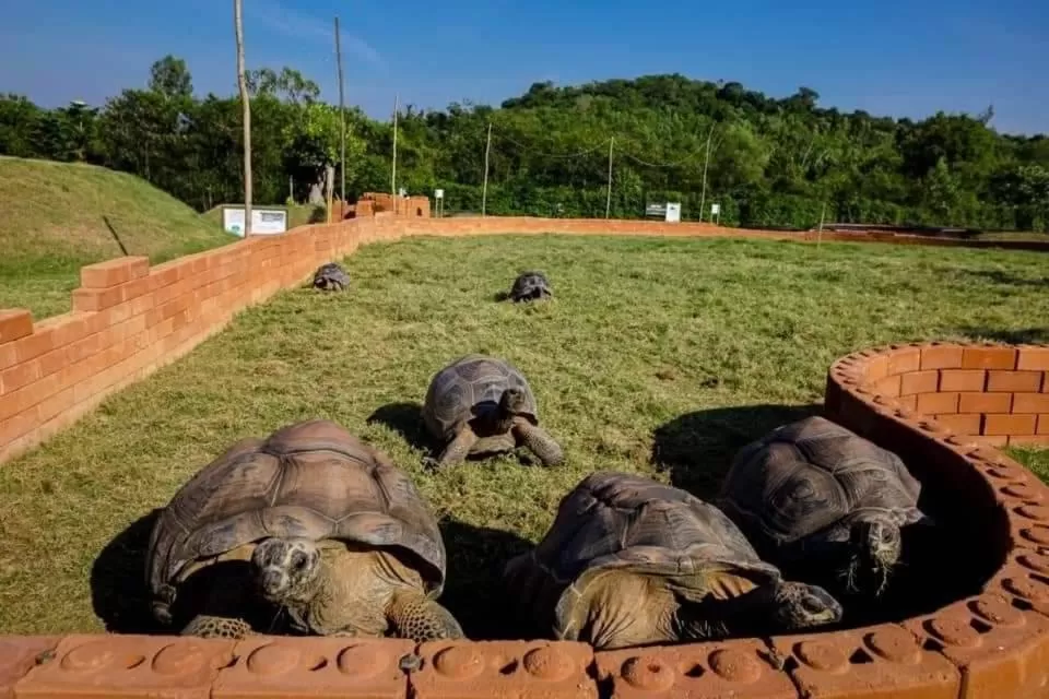 Other Animals in Viva Montane Hotel Pattaya