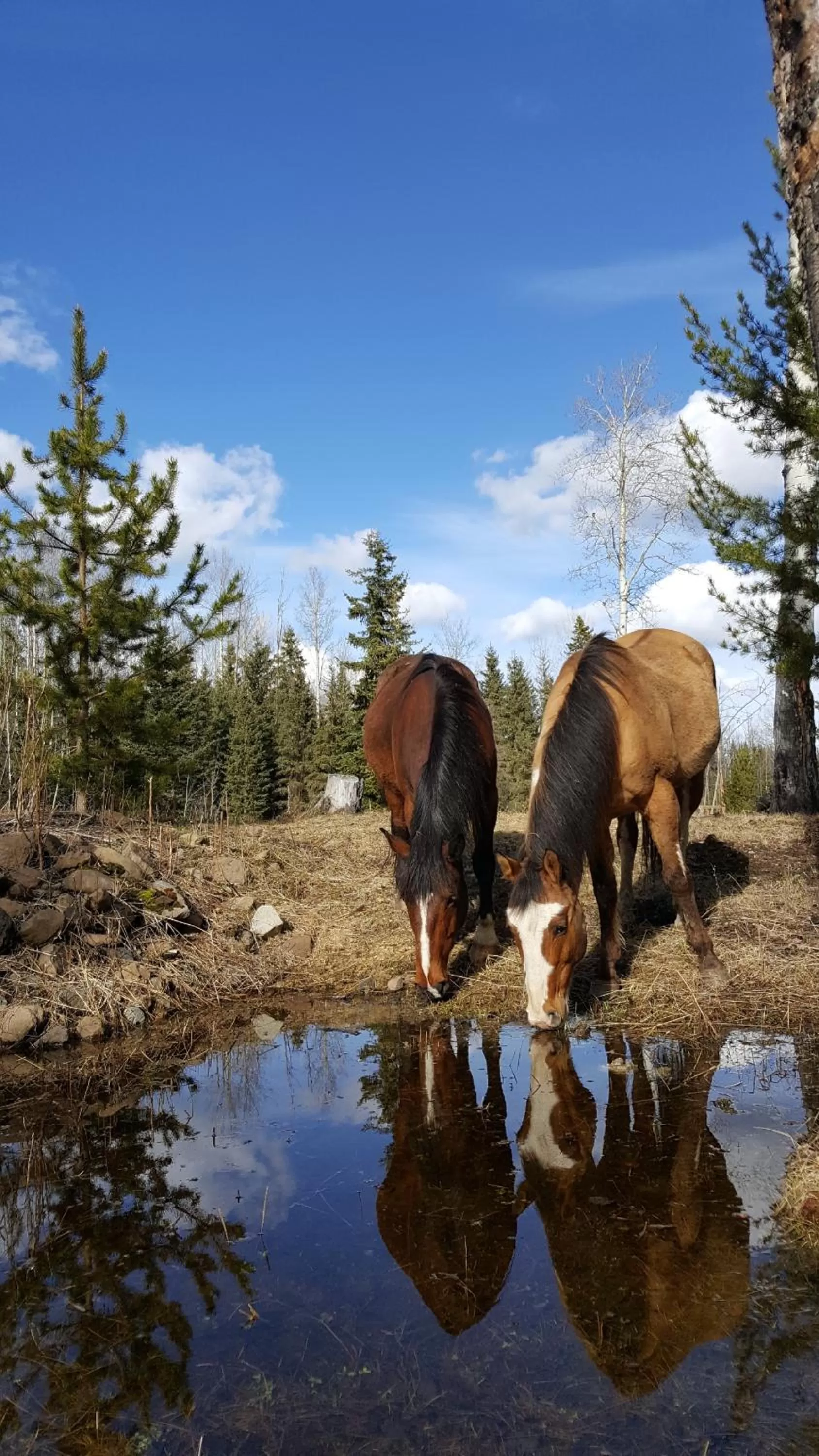 Animals in Wettstone Guest Ranch