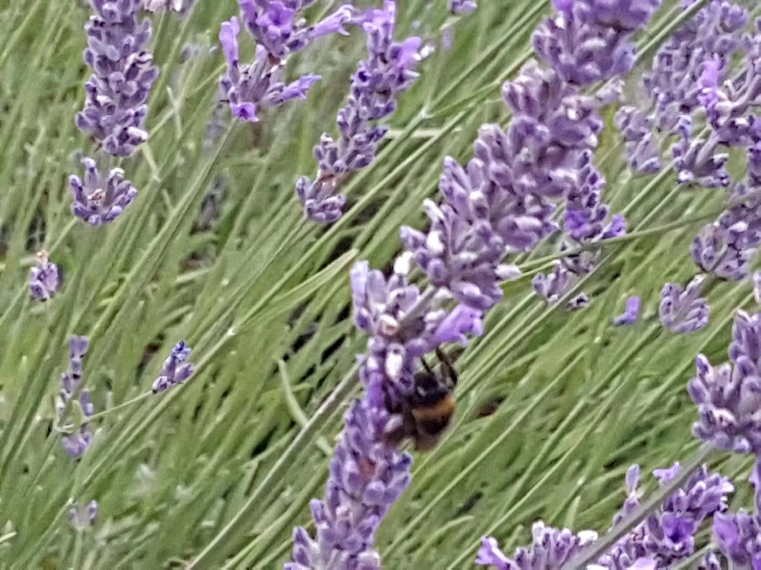 Natural landscape, Other Animals in Noclegi Biała Róża