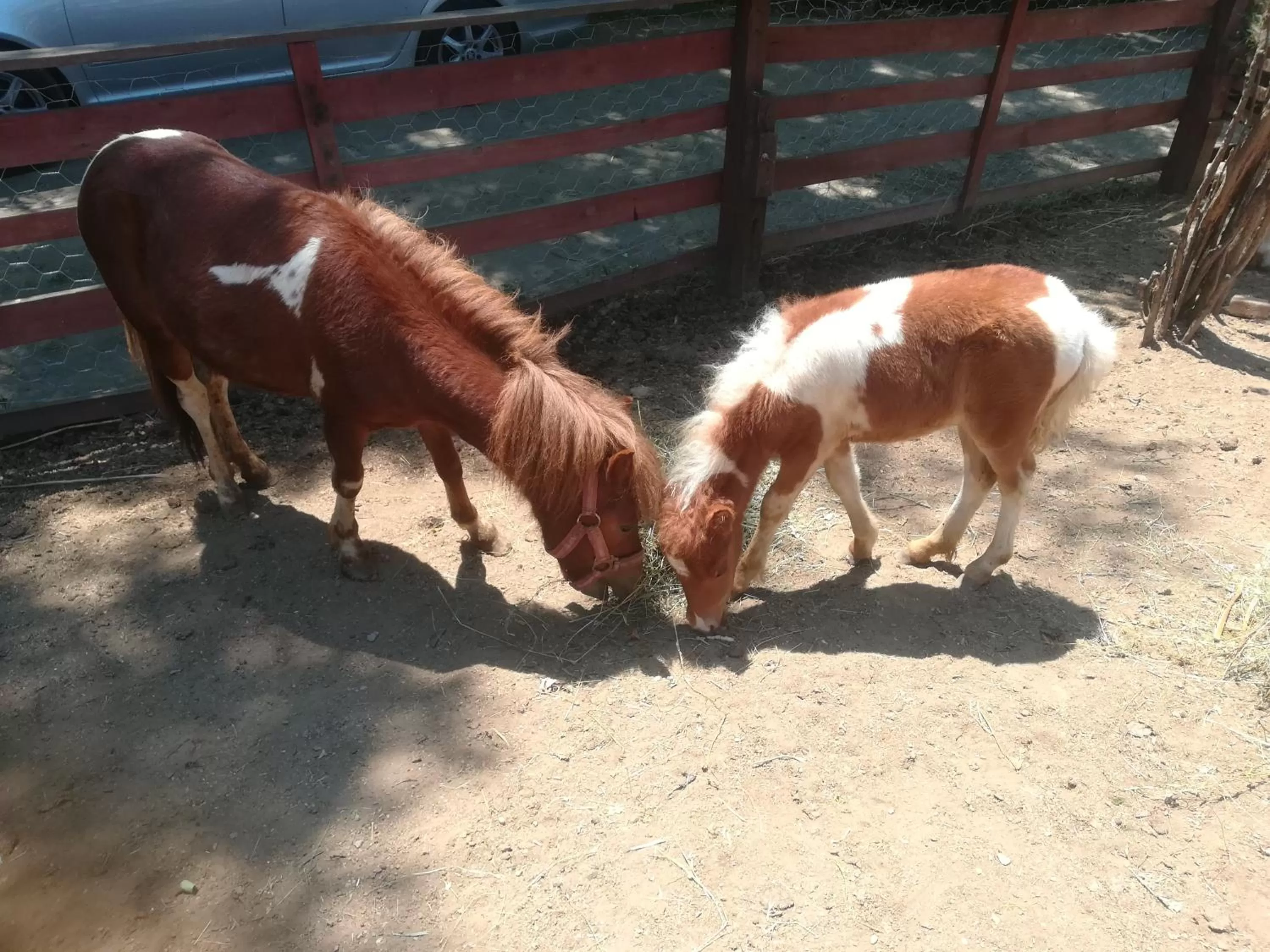 Animals in Etno selo Vile Jefimija, selo Preobrazenje, Vranje