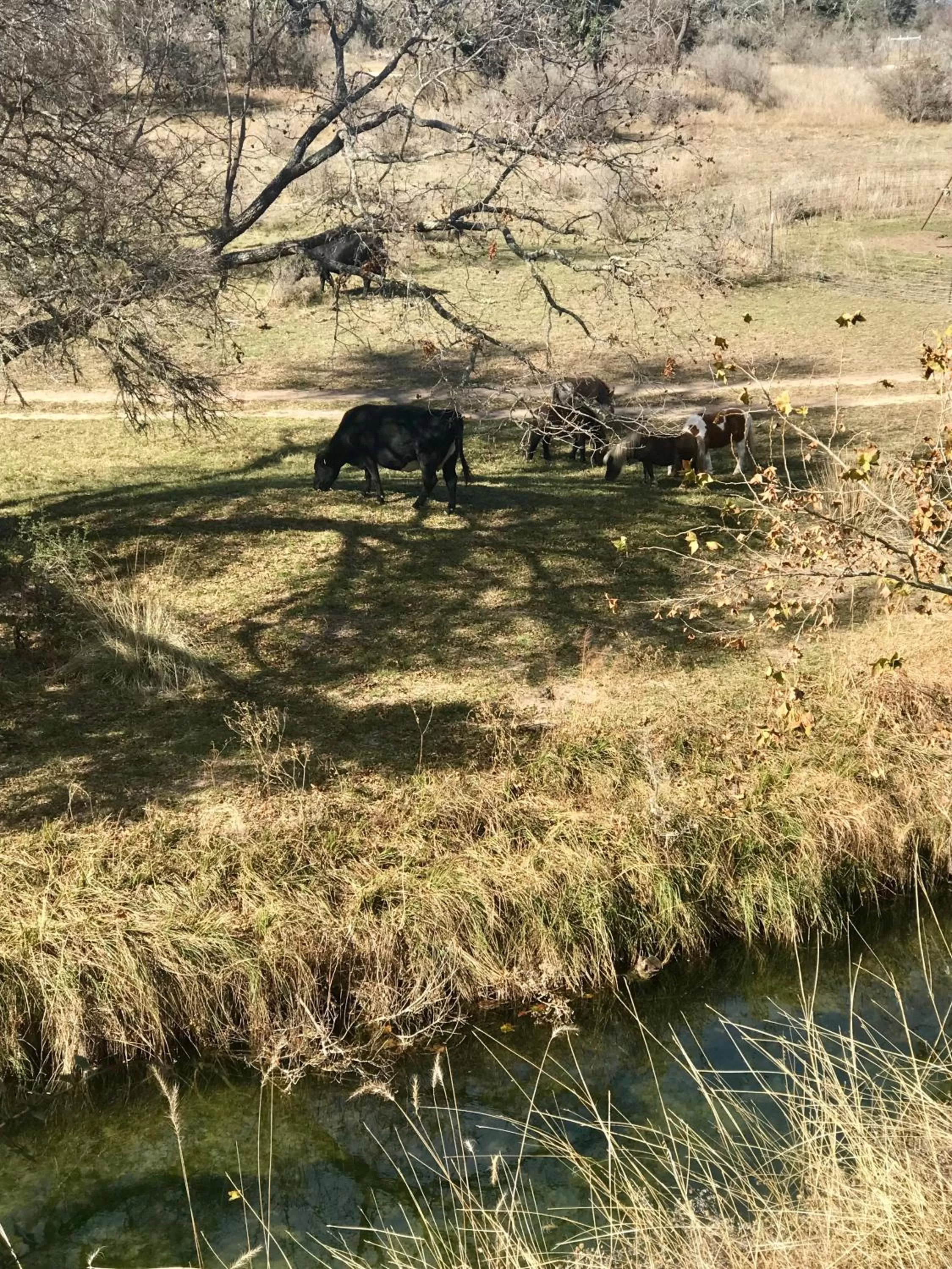 City on a Hill at Spring Creek
