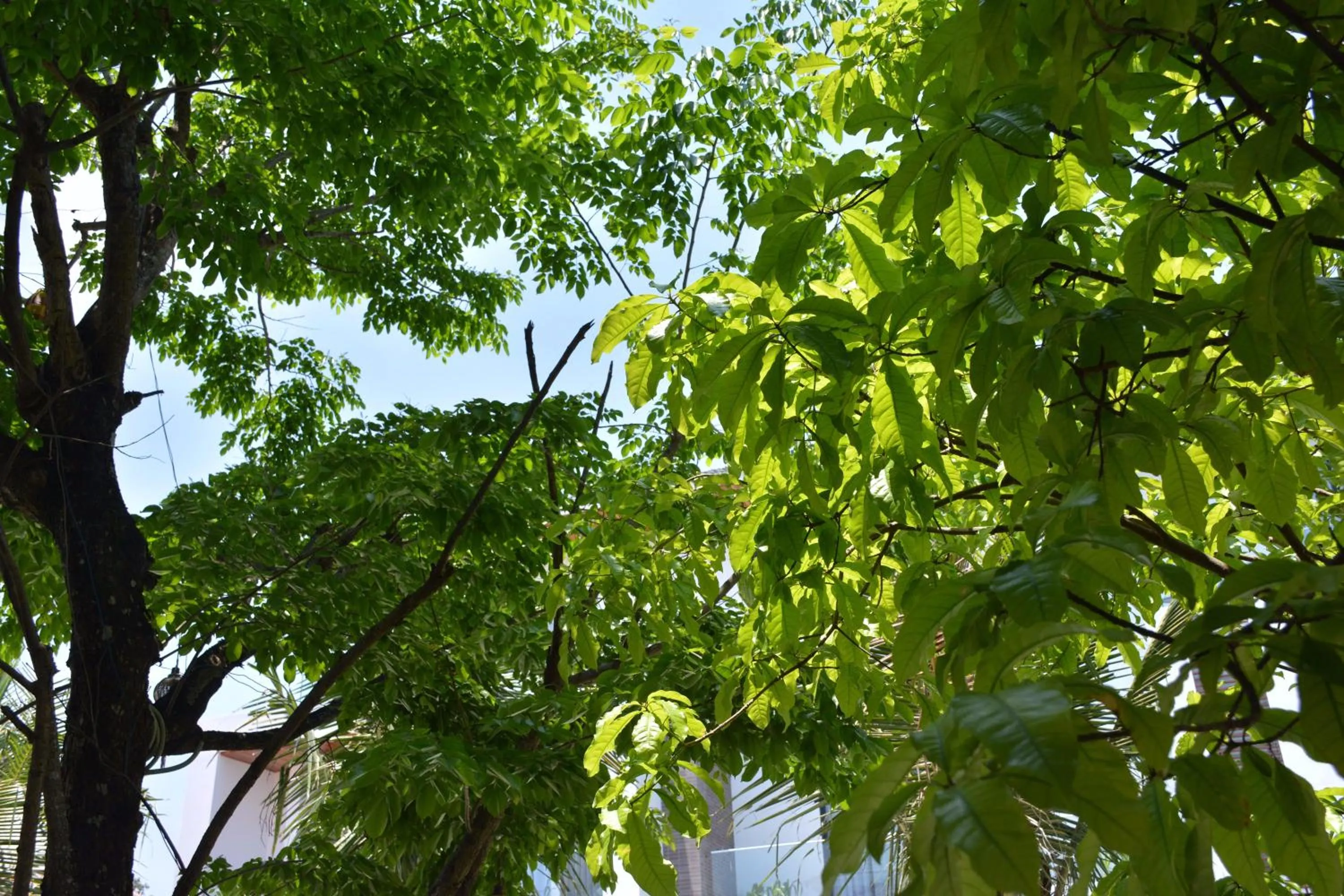 Garden in Hoi An Reverie Villas