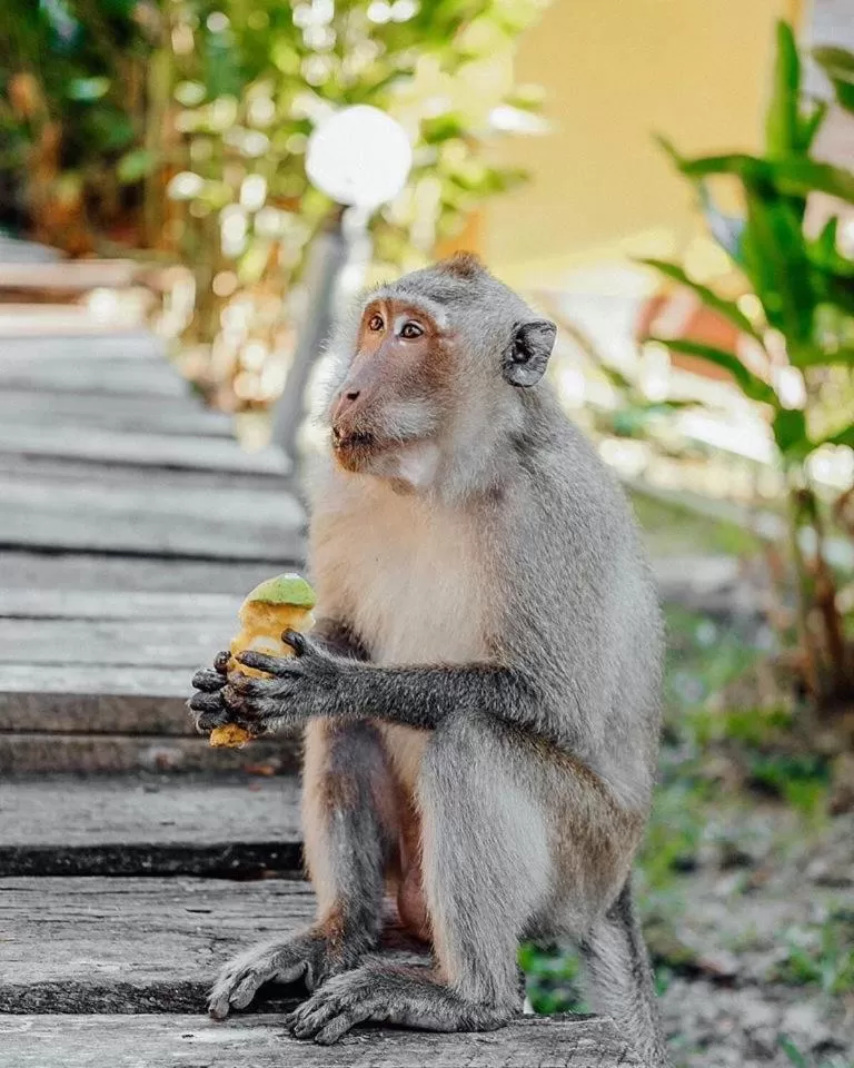 Animals in LITTLE EDEN Bungalows