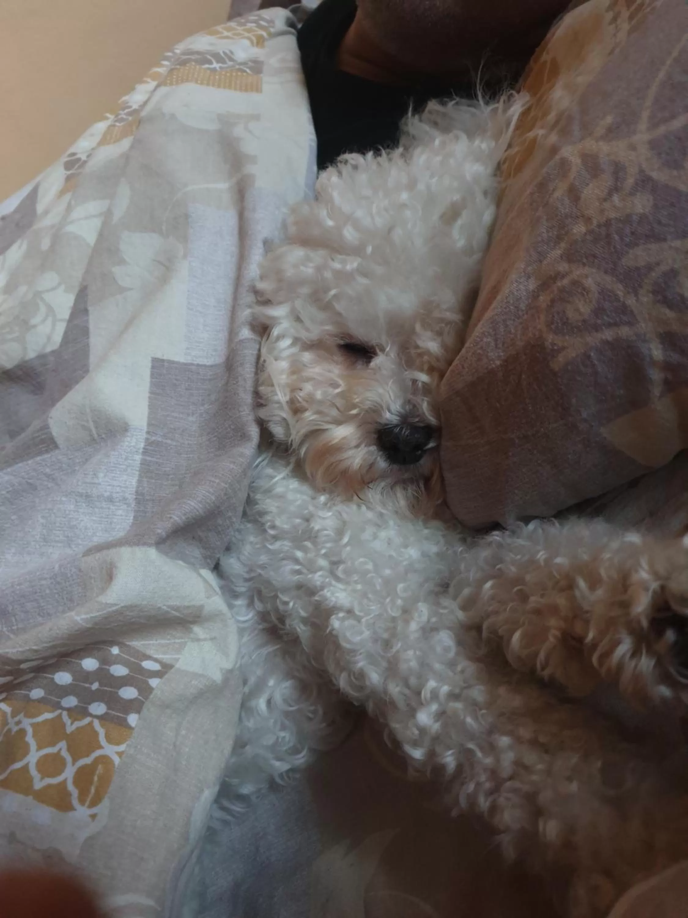 Animals in Hotel Garni Golf