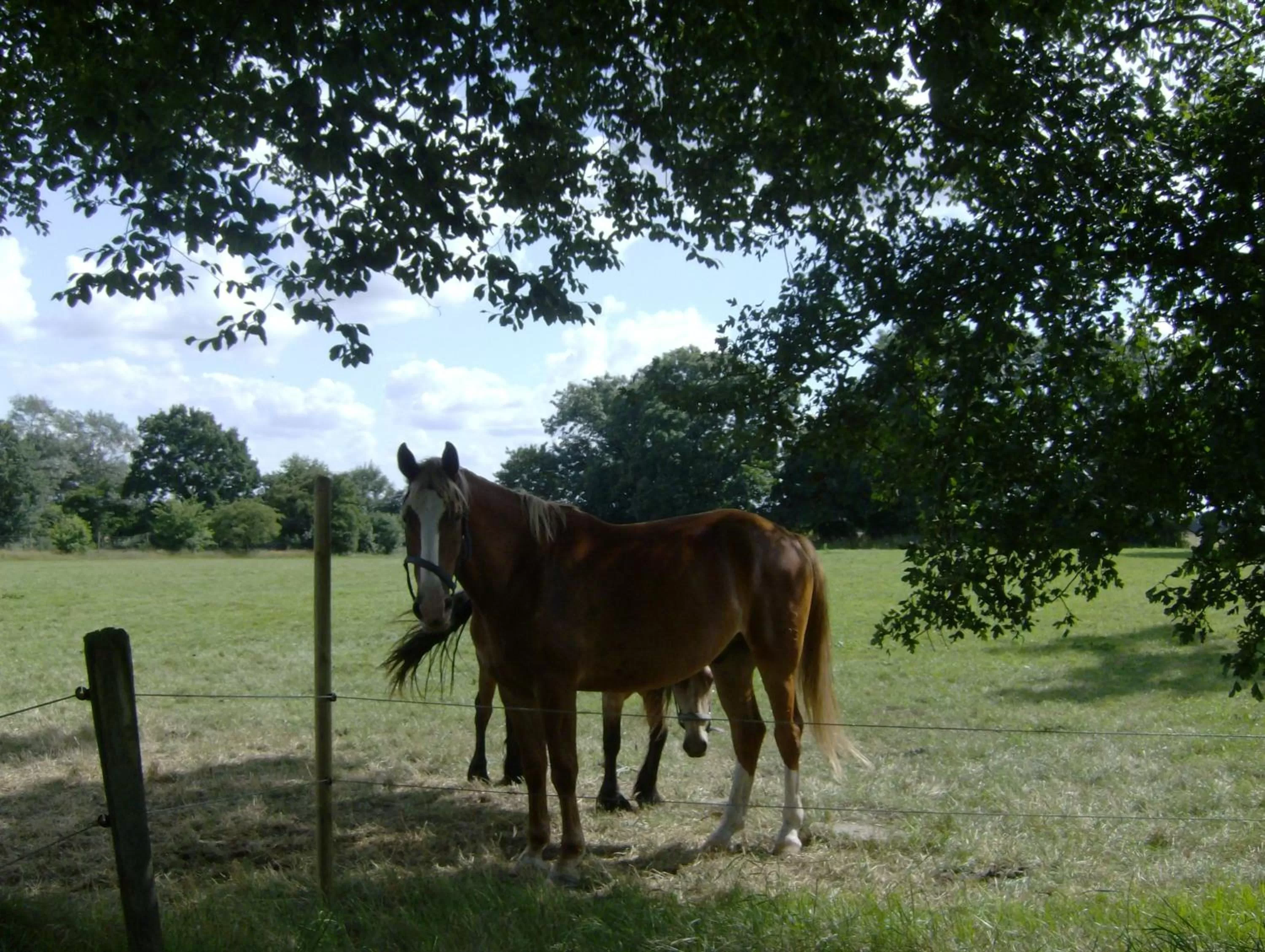 Cycling in Hotel Frøslev Kro