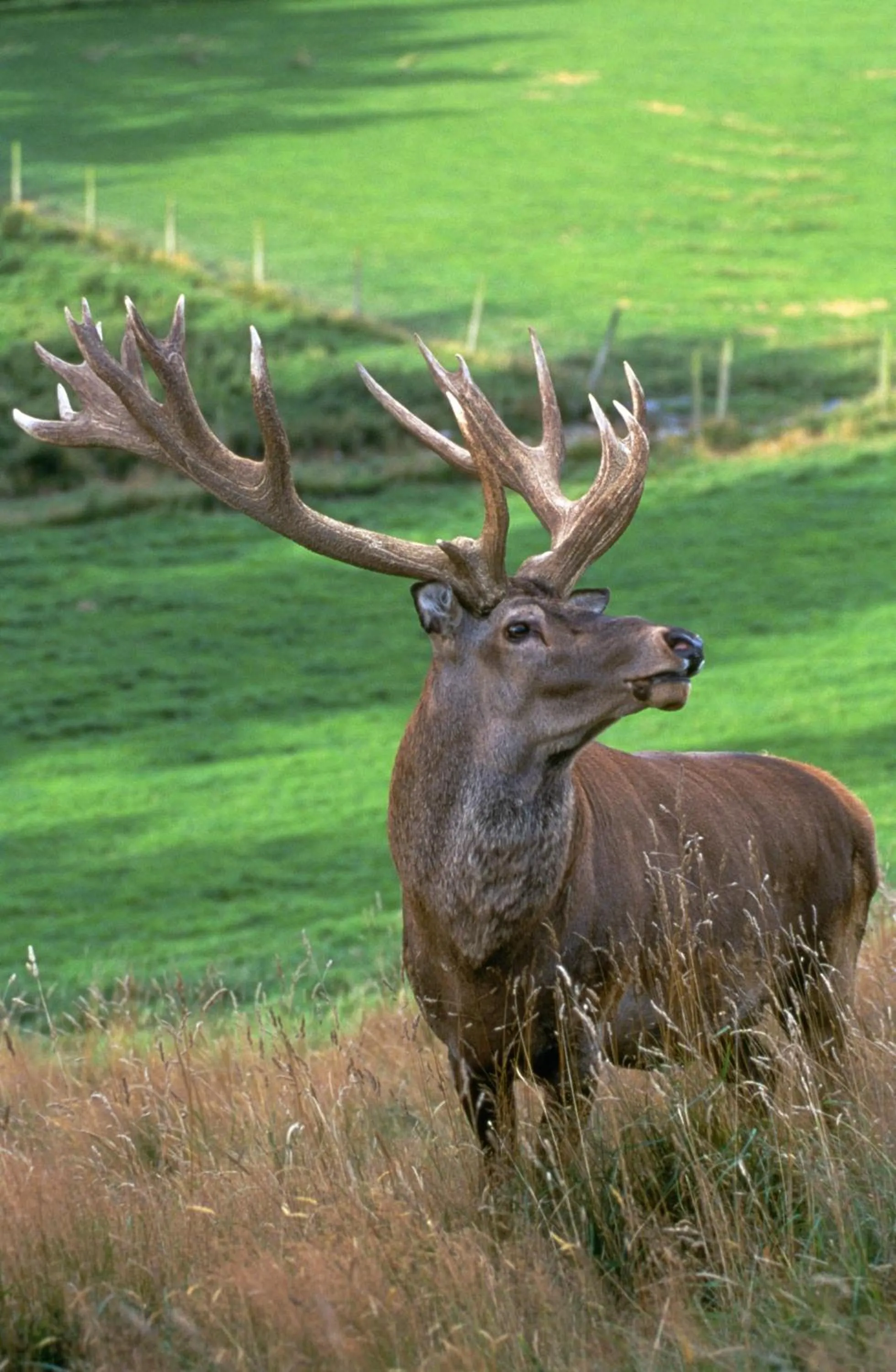 Animals in Abisko Lodge