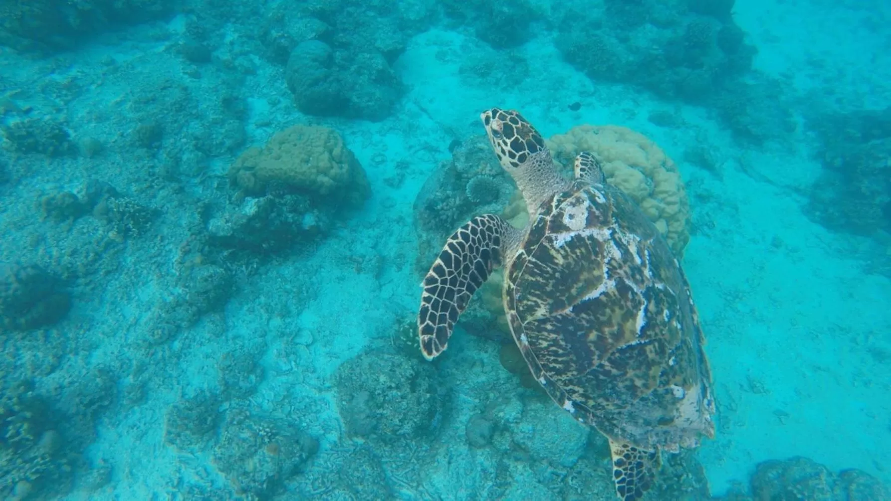 Diving in Seri Resort Gili Meno - Adults Only