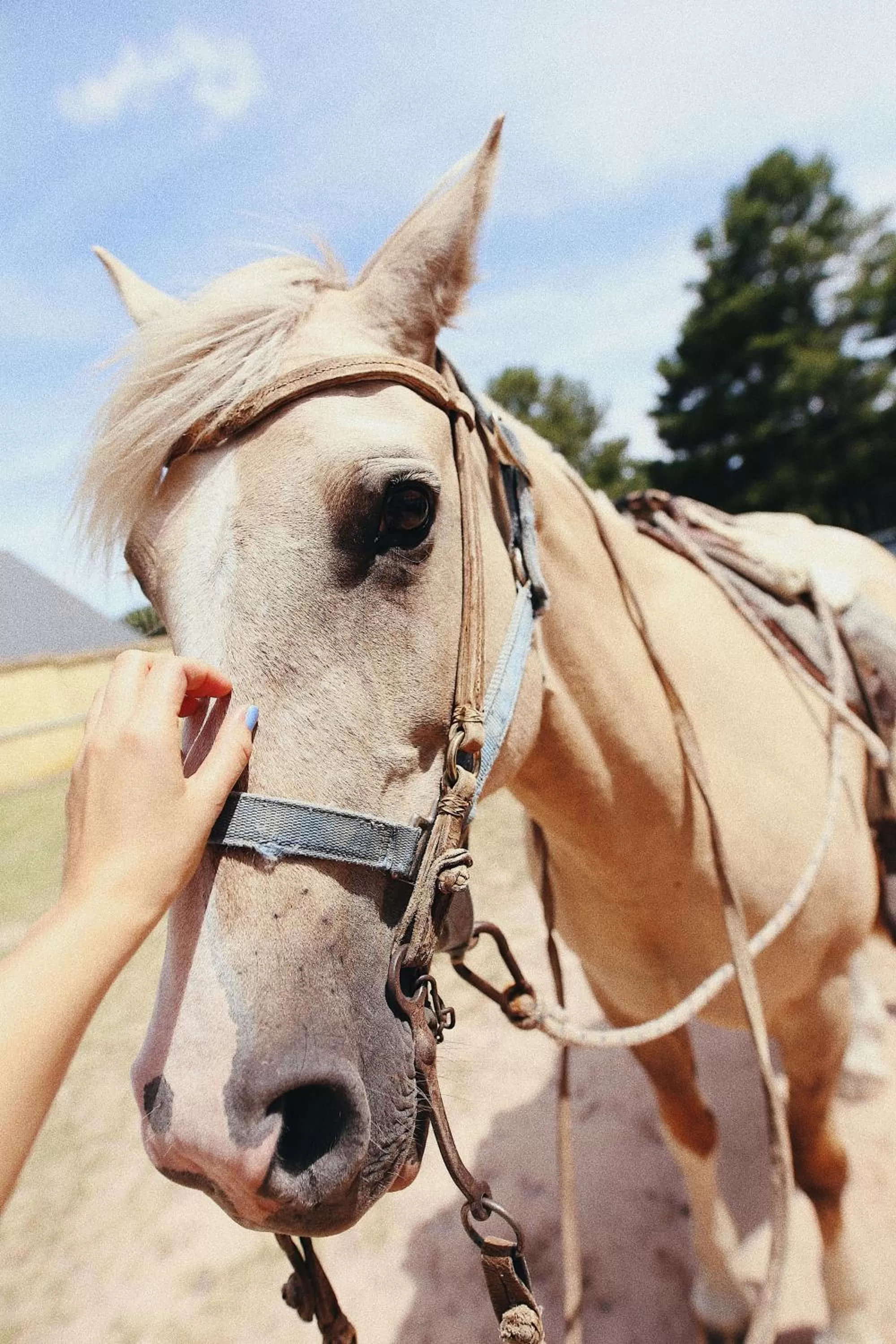 Horse-riding in Narbona Wine Lodge