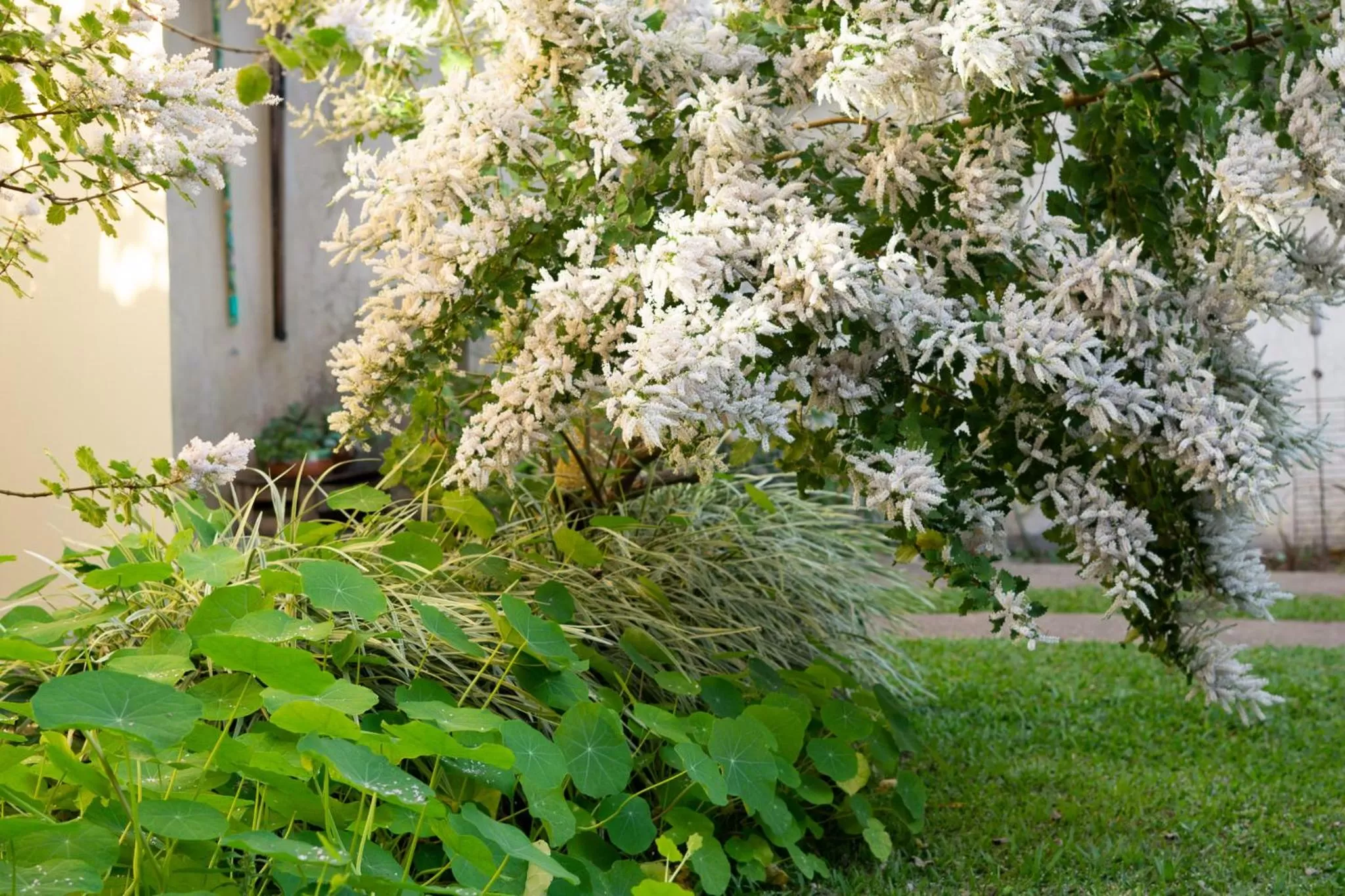 Garden in Casa dos Açores Cama e Café