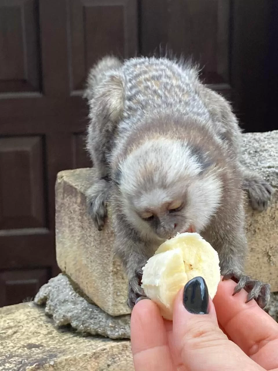 Animals in Pousada Dunasol Floripa