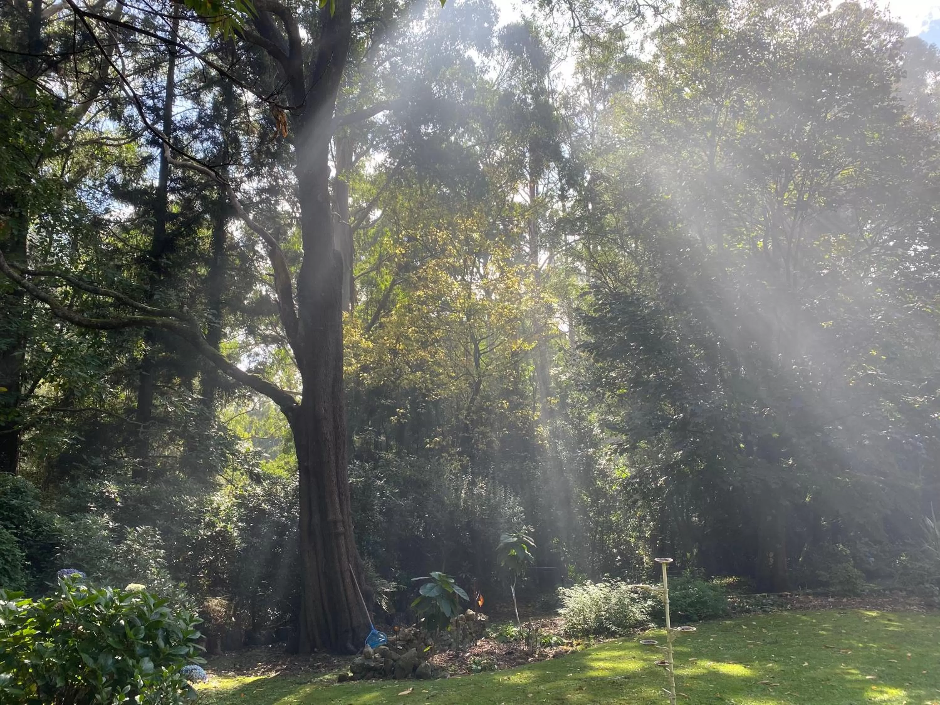 Garden in Cambridge Cottages