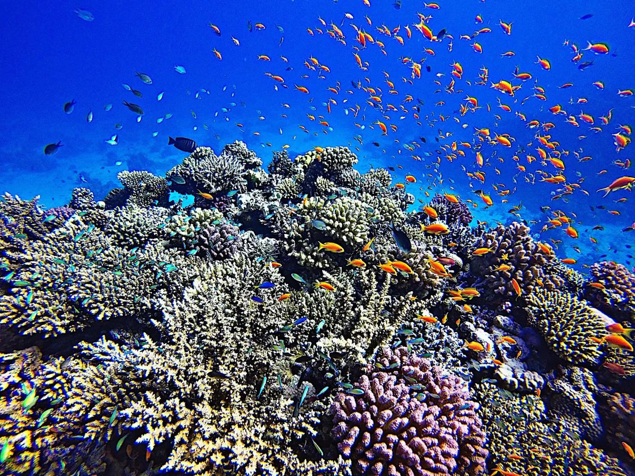 Snorkeling in Meno Dream Resort