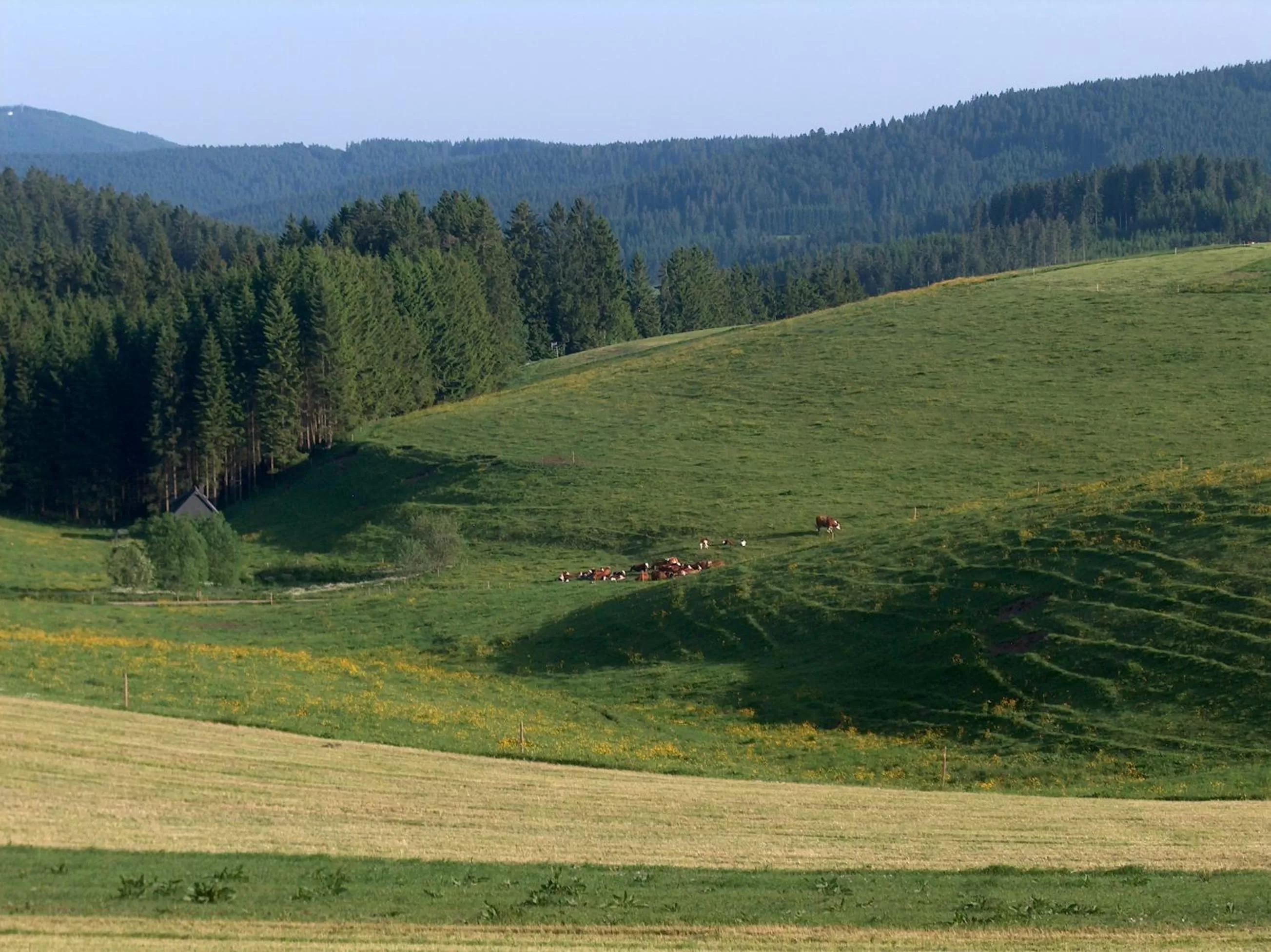 Natural landscape in ZUR TRAUBE Schwarzwaldhotel & Restaurant am Titisee