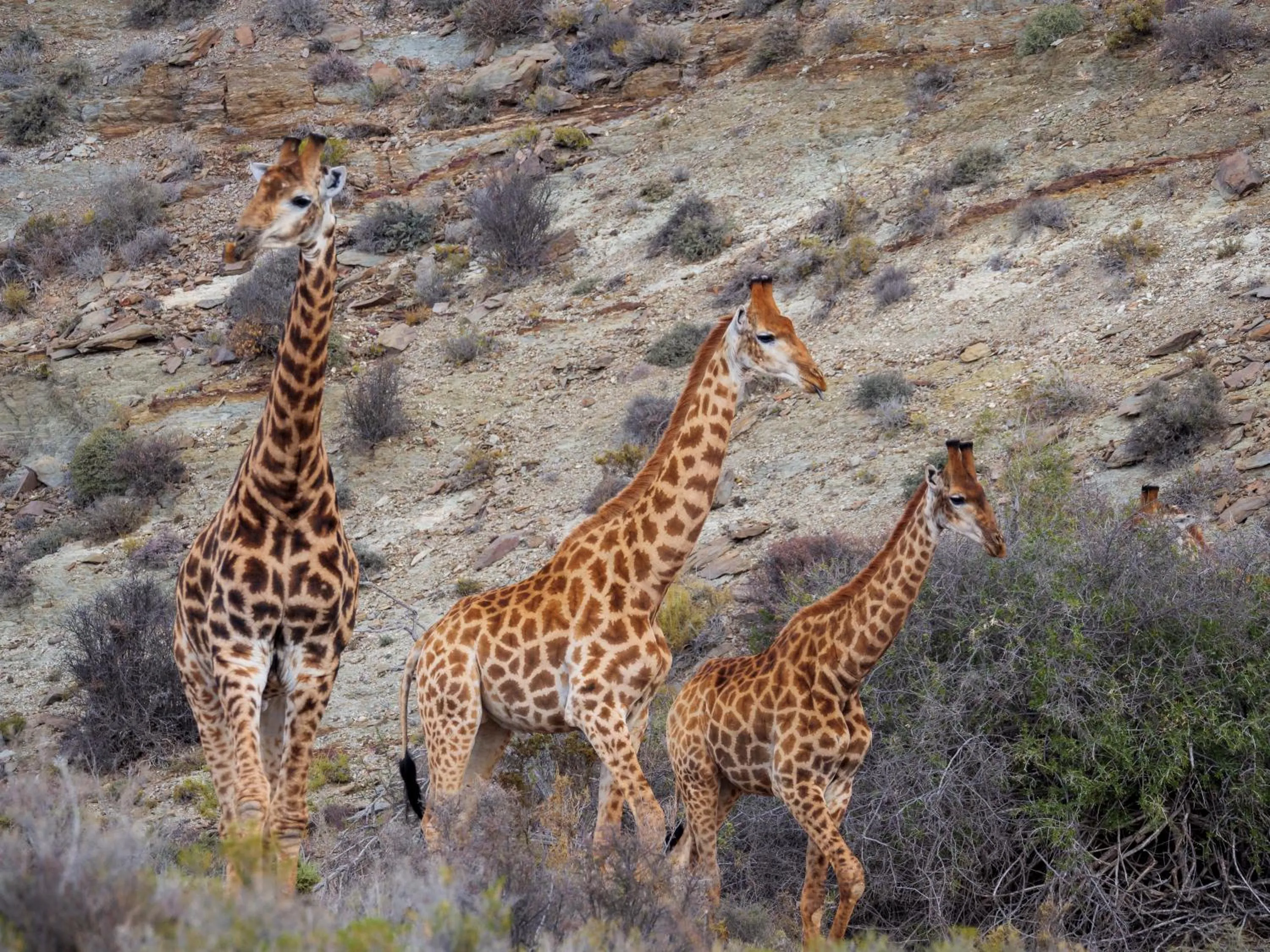 Animals in Sanbona Wildlife Reserve