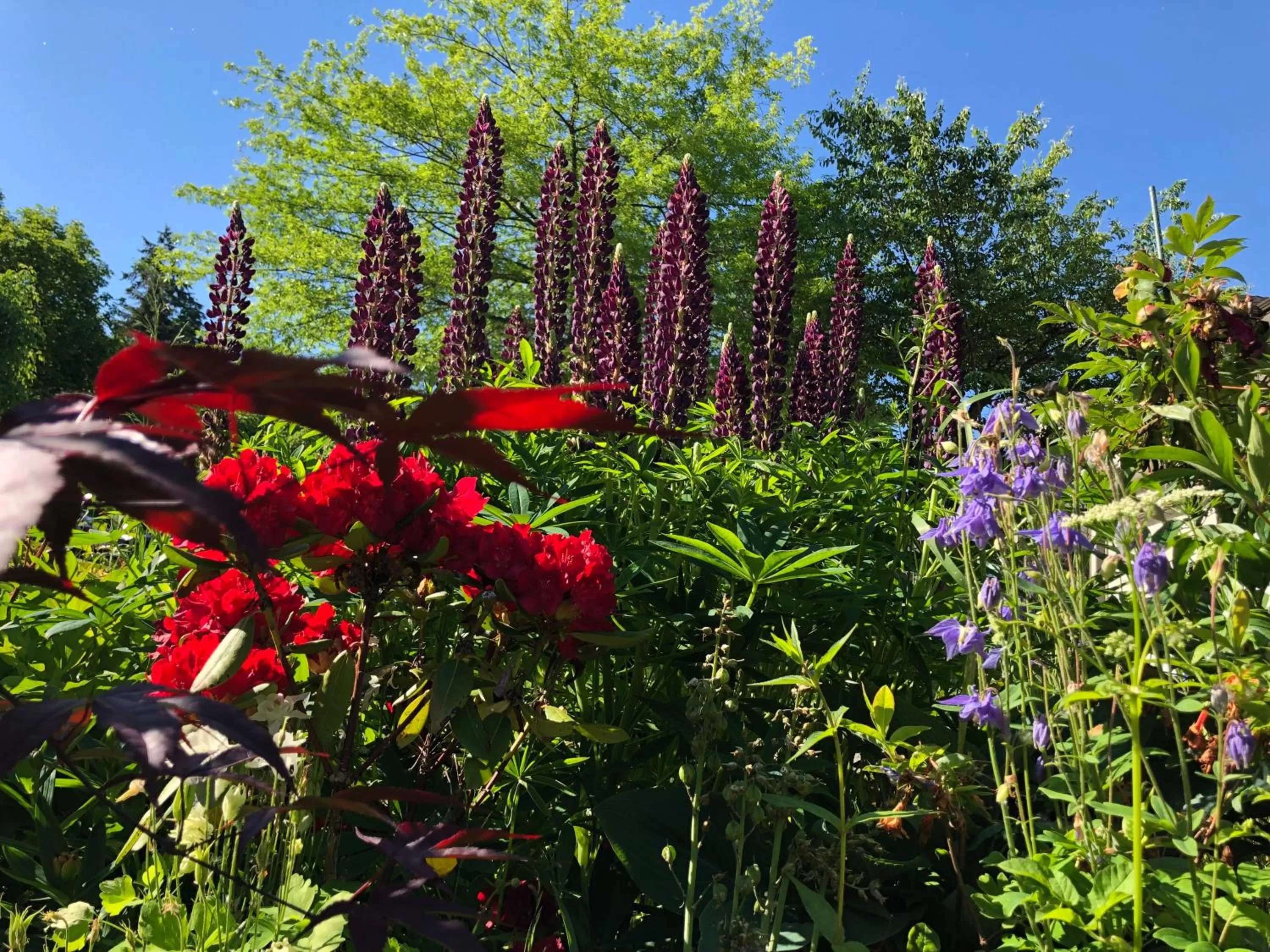 View (from property/room), Garden in Jane's private rooms with shared washroom