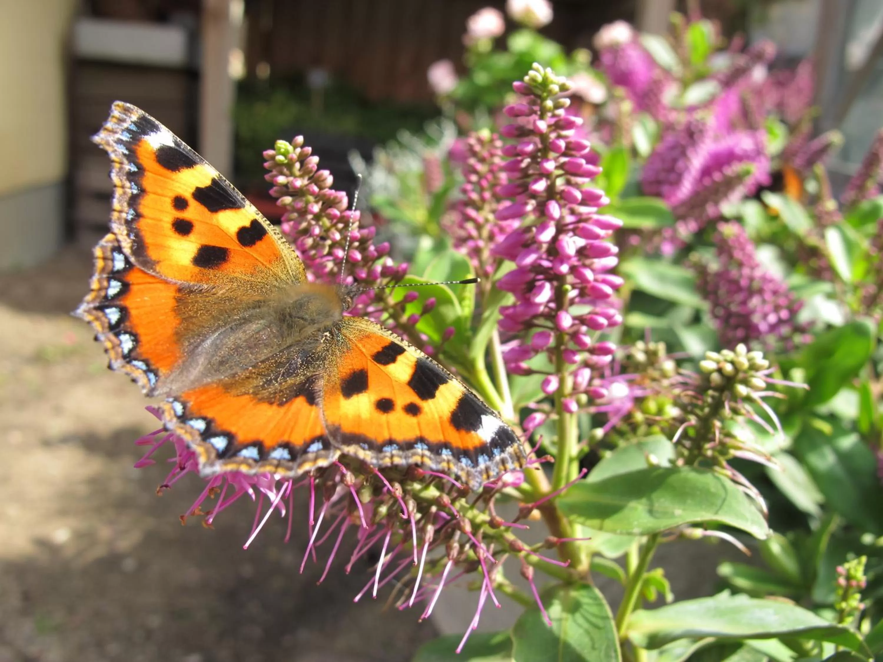 Summer in Birkende Bed and Breakfast