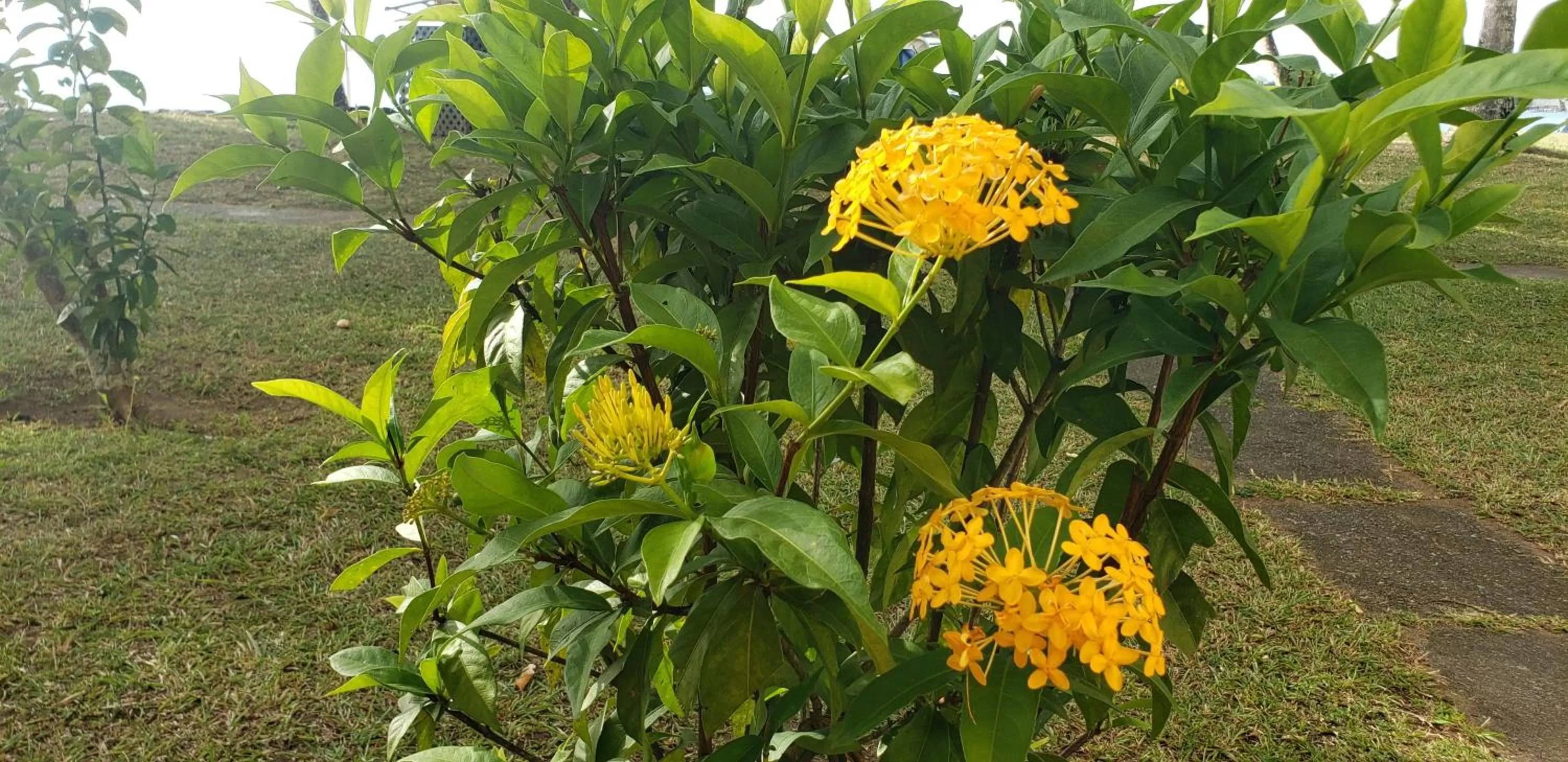Garden in Starfish Tobago