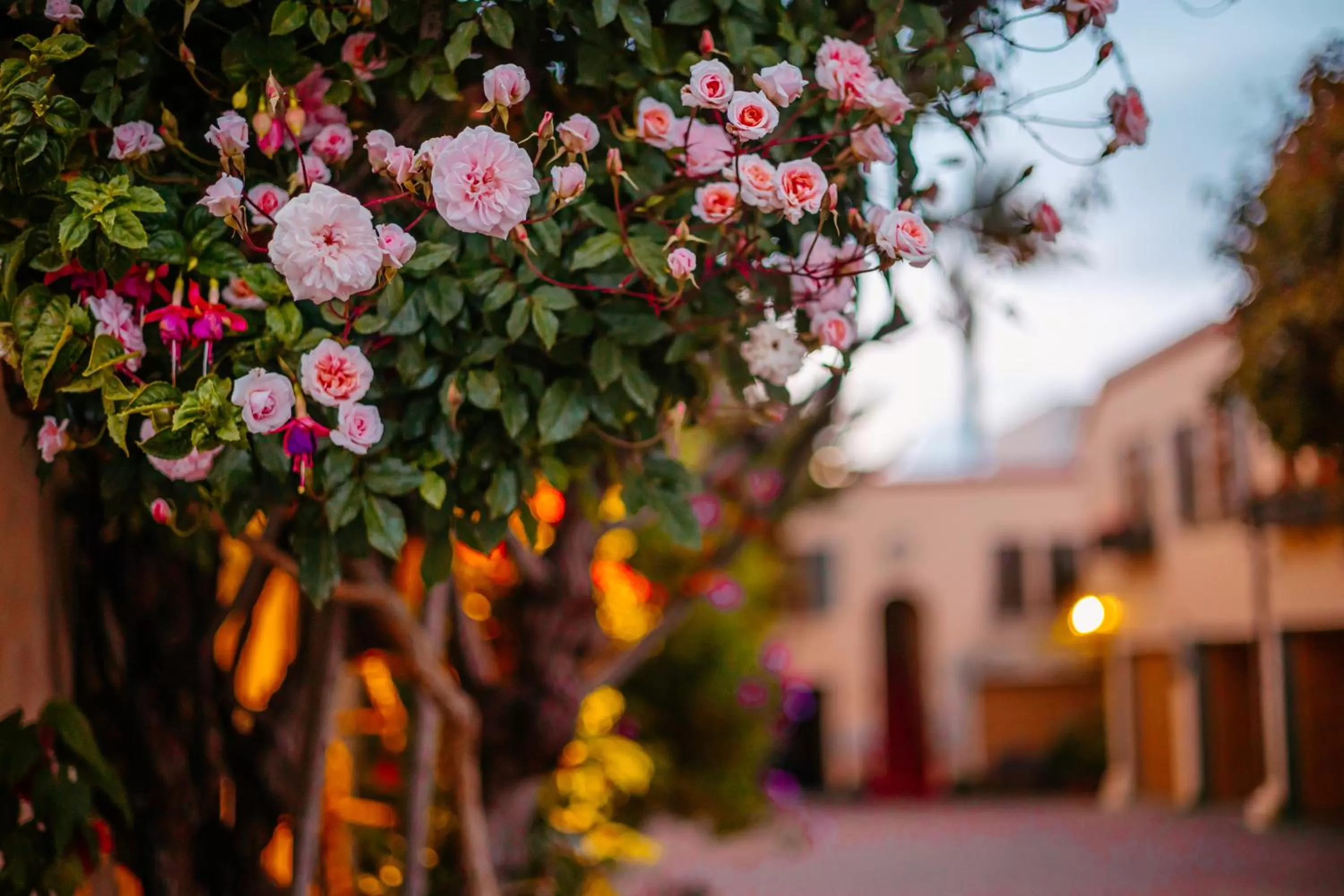 Garden view in Marina Motel