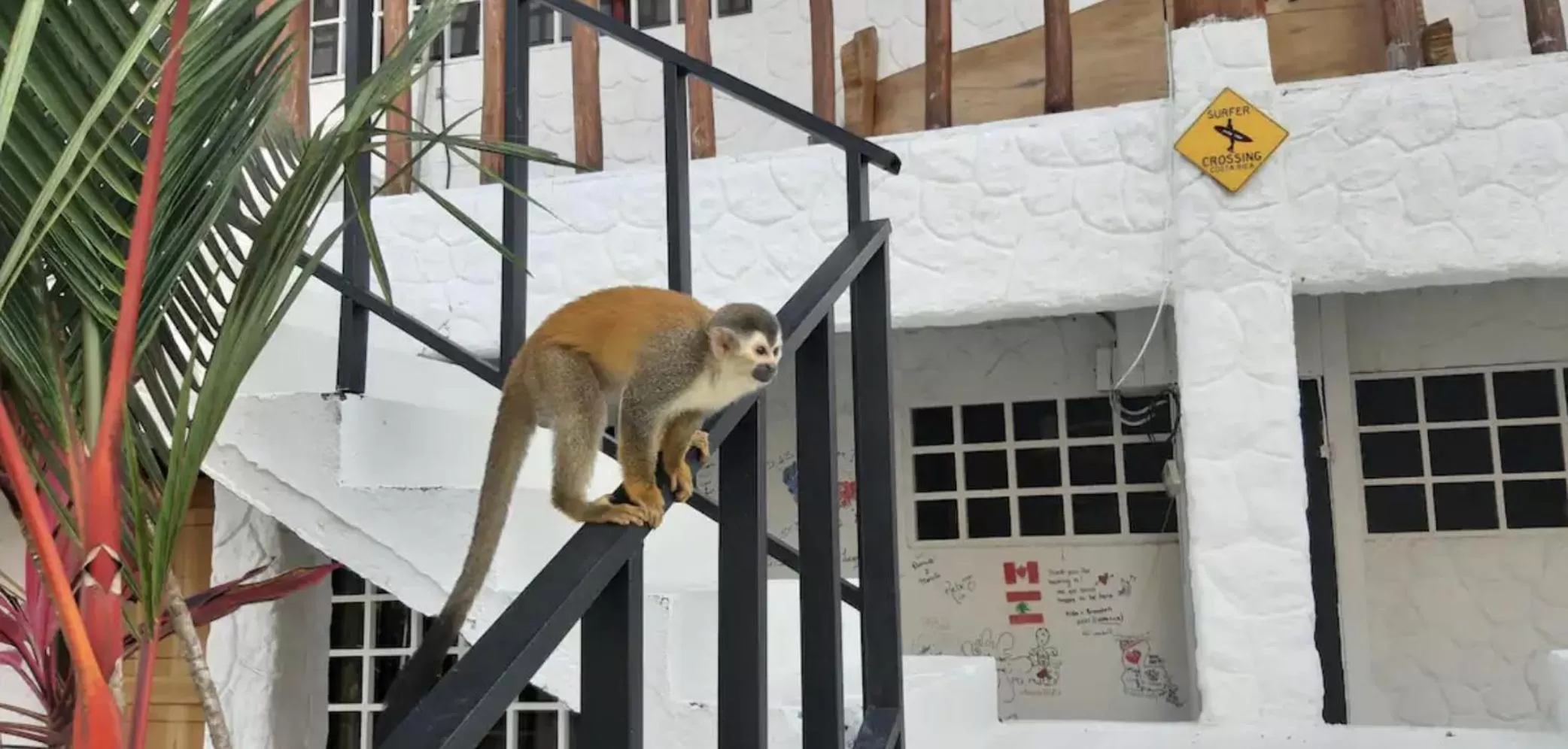 Other Animals in Casa G - Manuel Antonio oceanview hotel