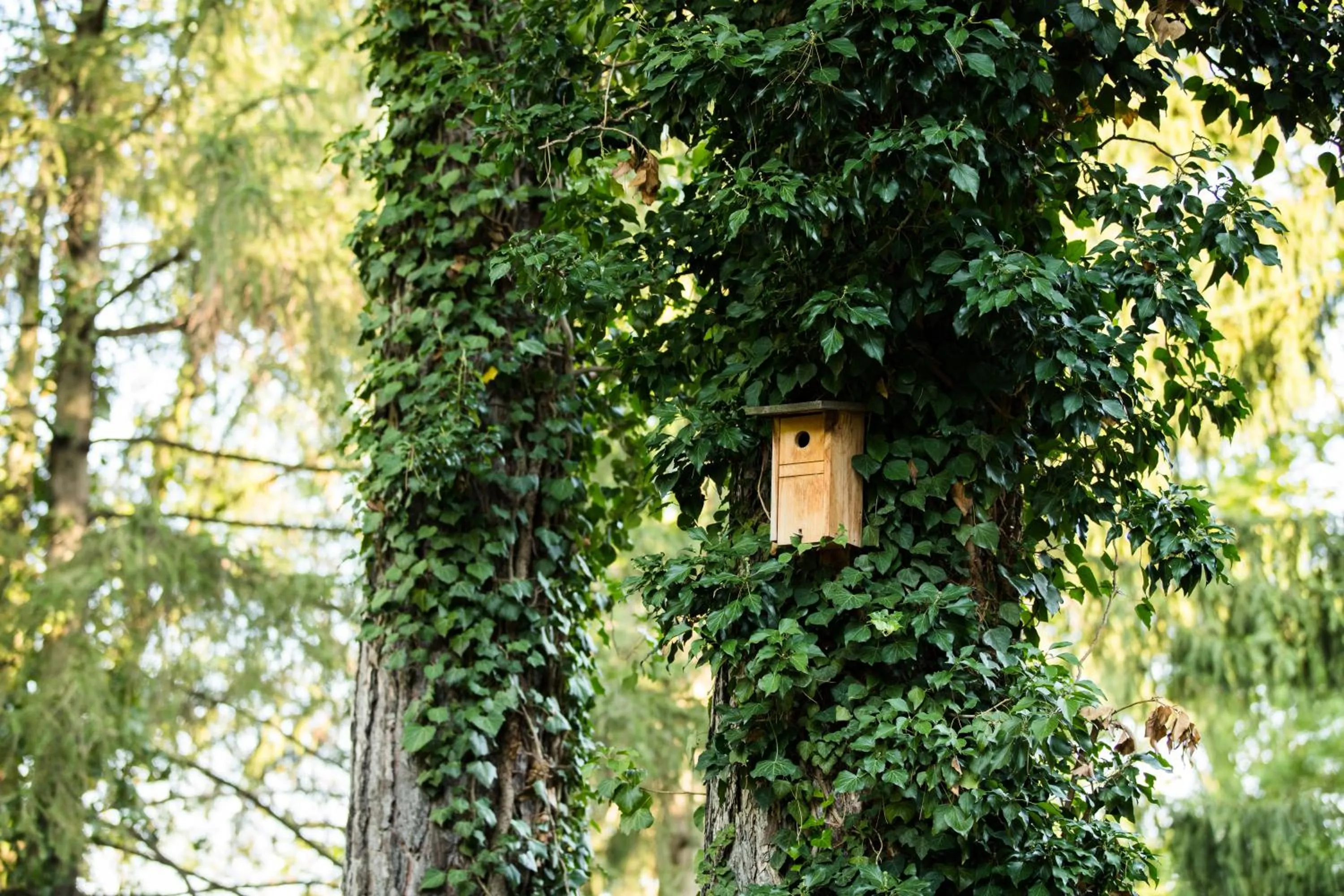 Garden in Engimatt City & Garden Hotel