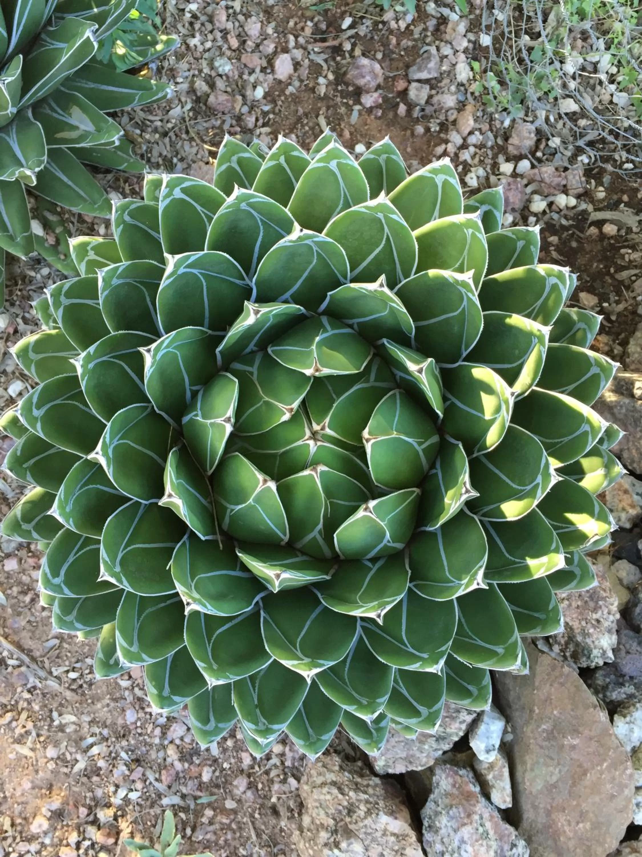 Natural landscape in University Inn ASU/Tempe