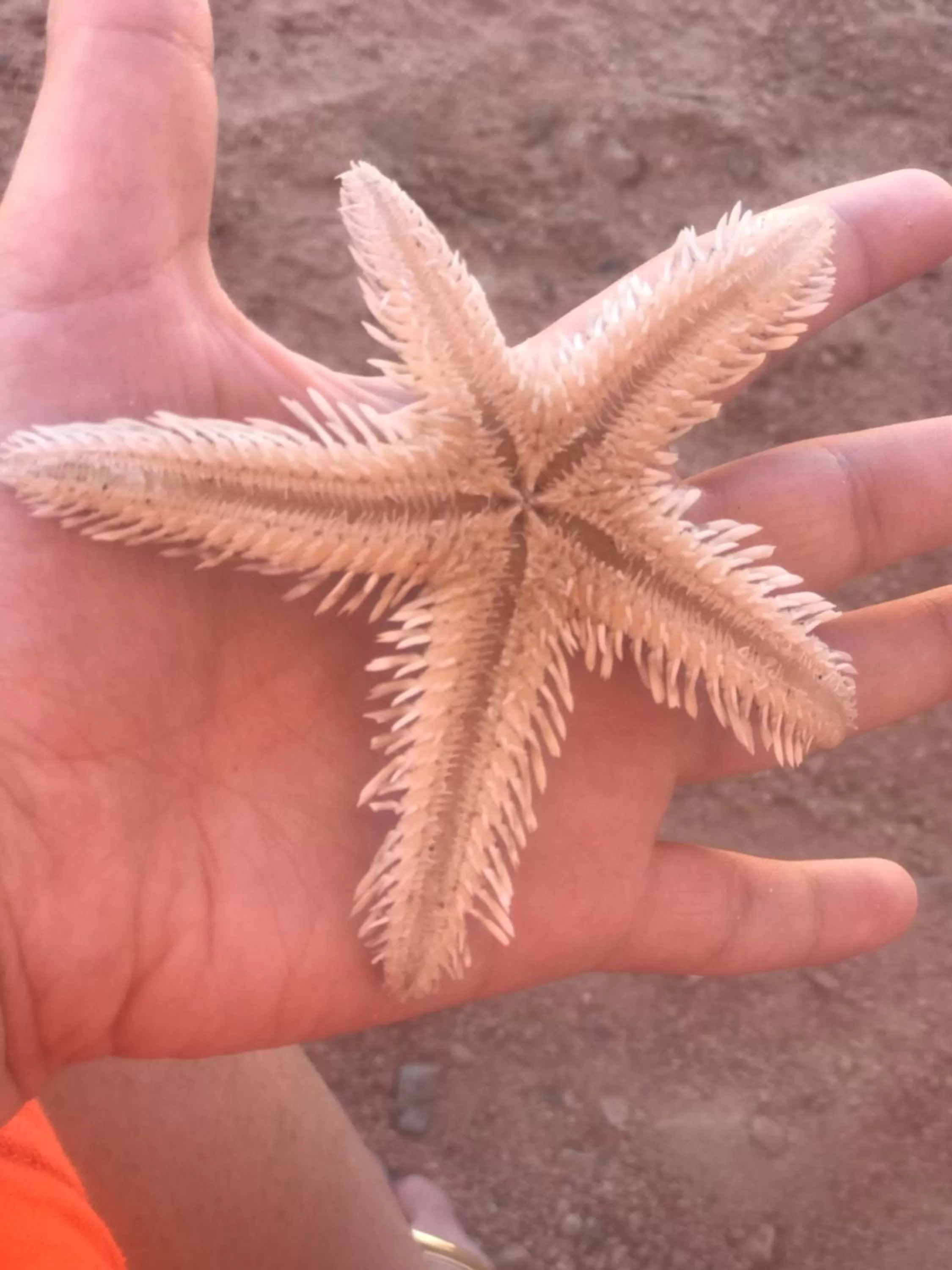 Other Animals in Charbel apartments