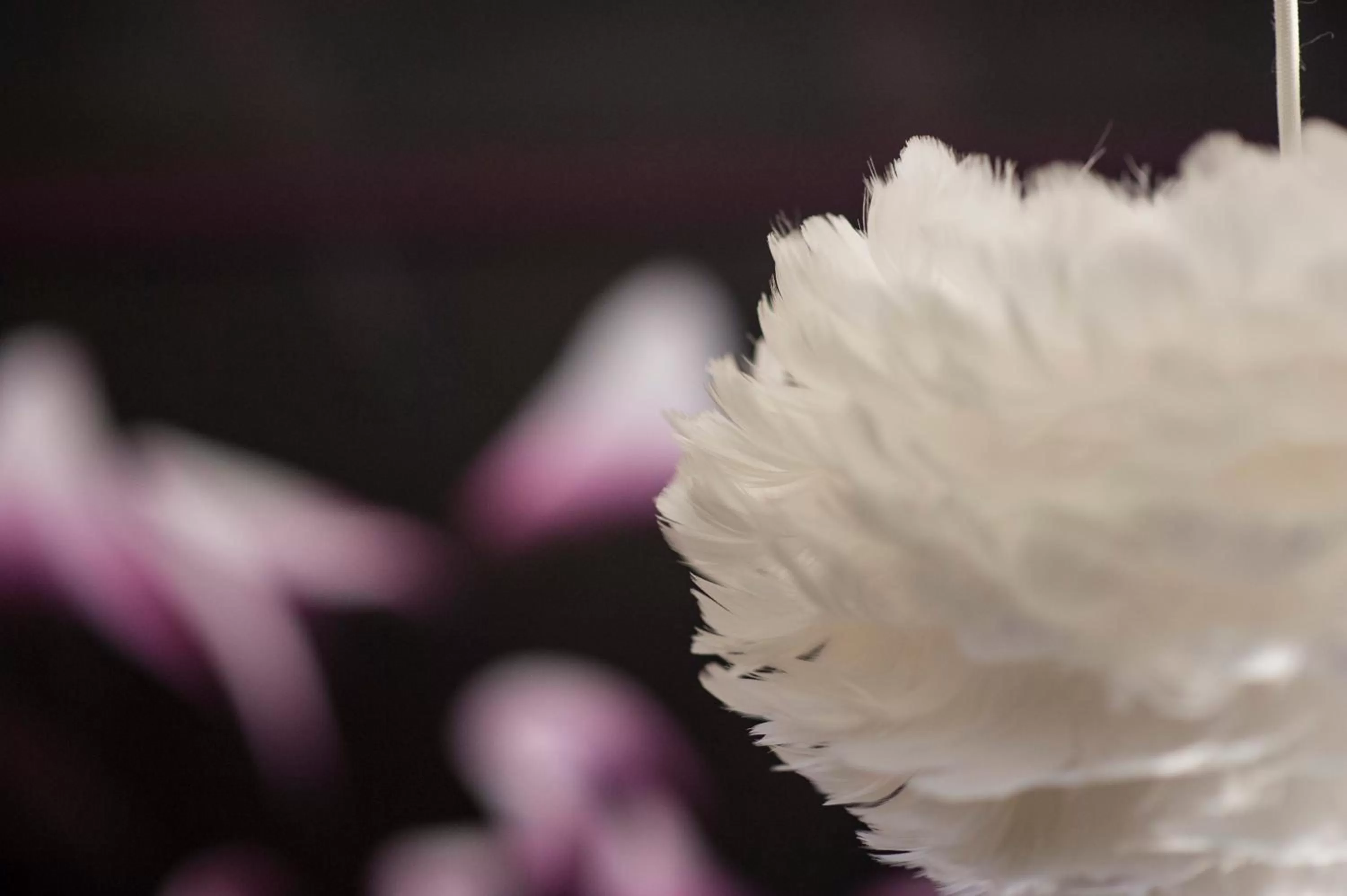 Decorative detail, Other Animals in Crazy Fox Hurley Boutique B&B