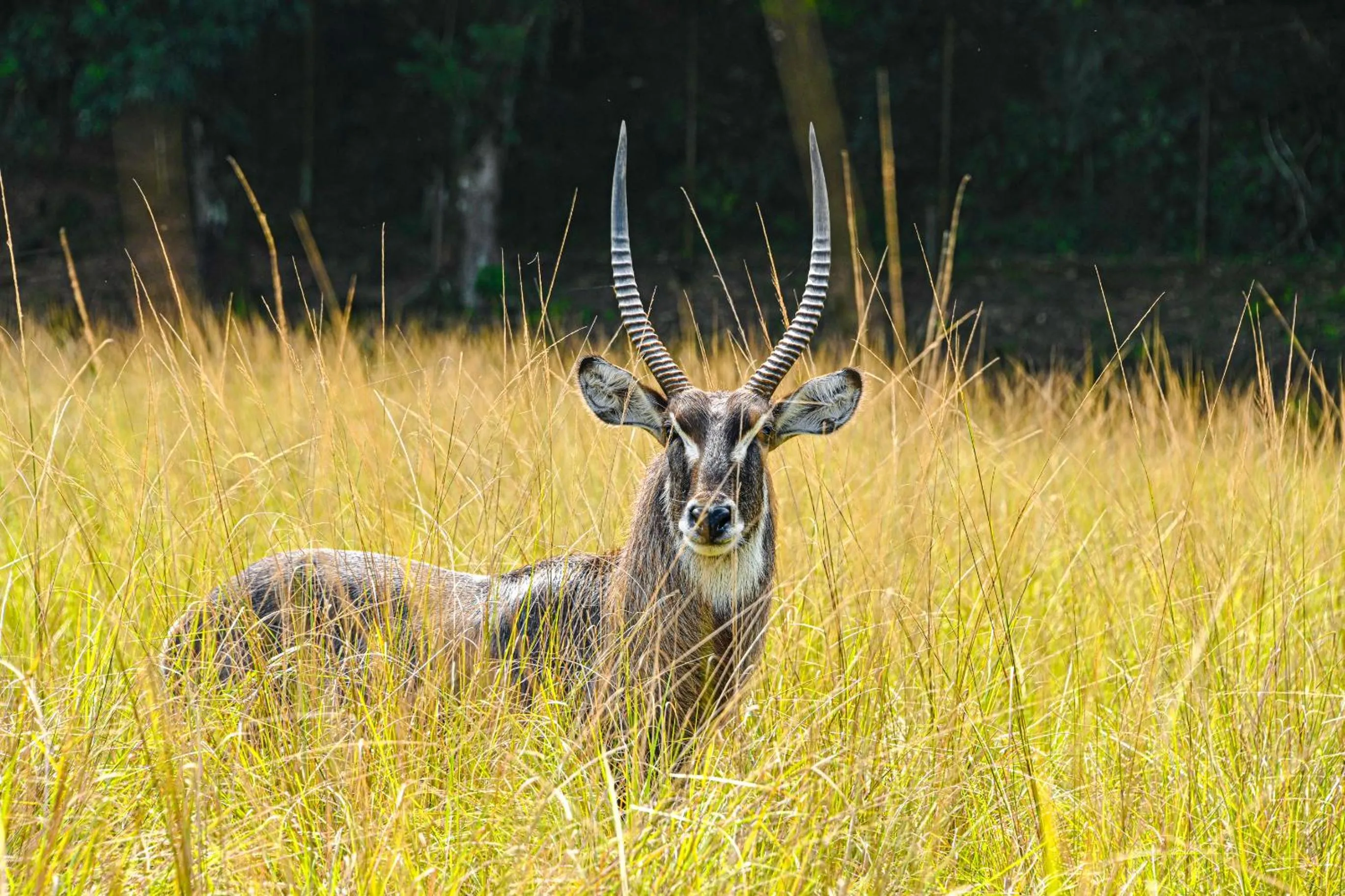 Animals in Hotel Portobello Resort & Safari