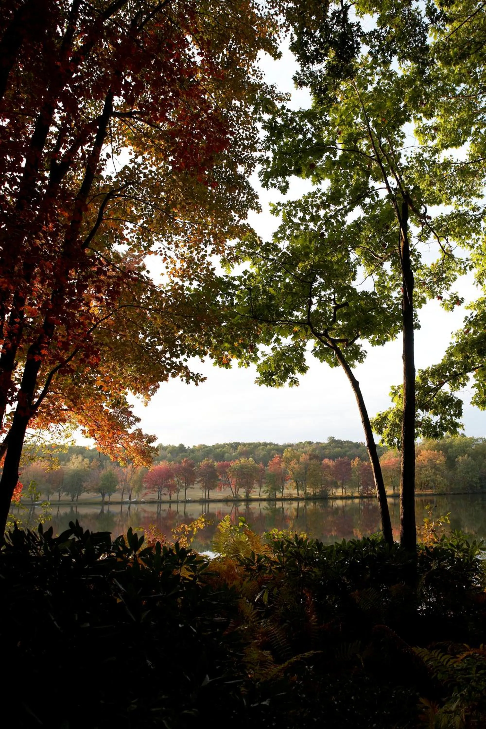 Natural landscape in Mountain Springs Lake Resort