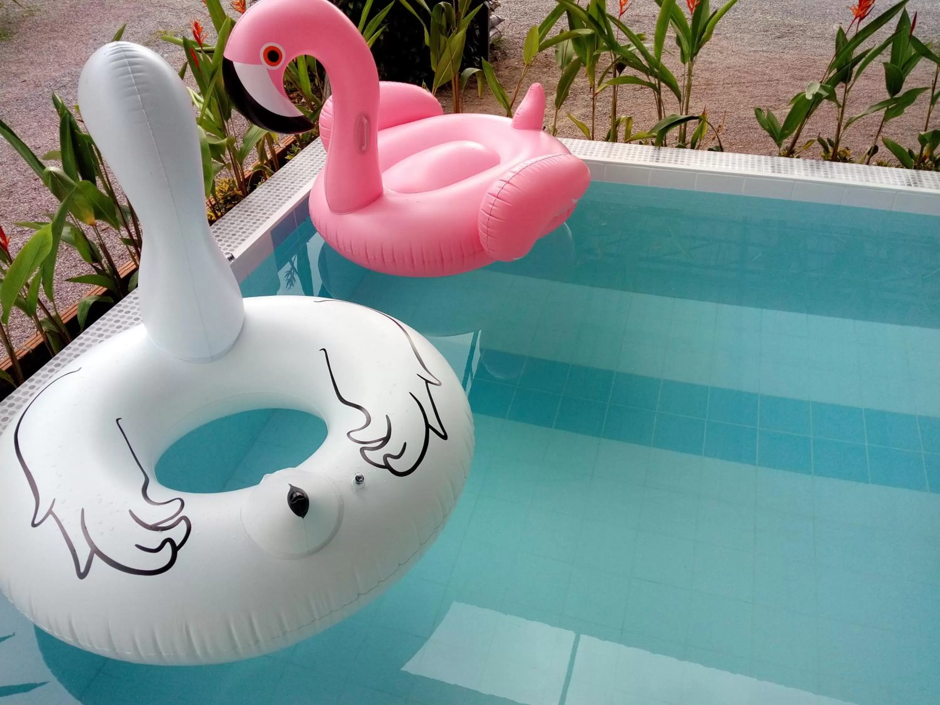 Swimming pool in Fancy Carp Resort