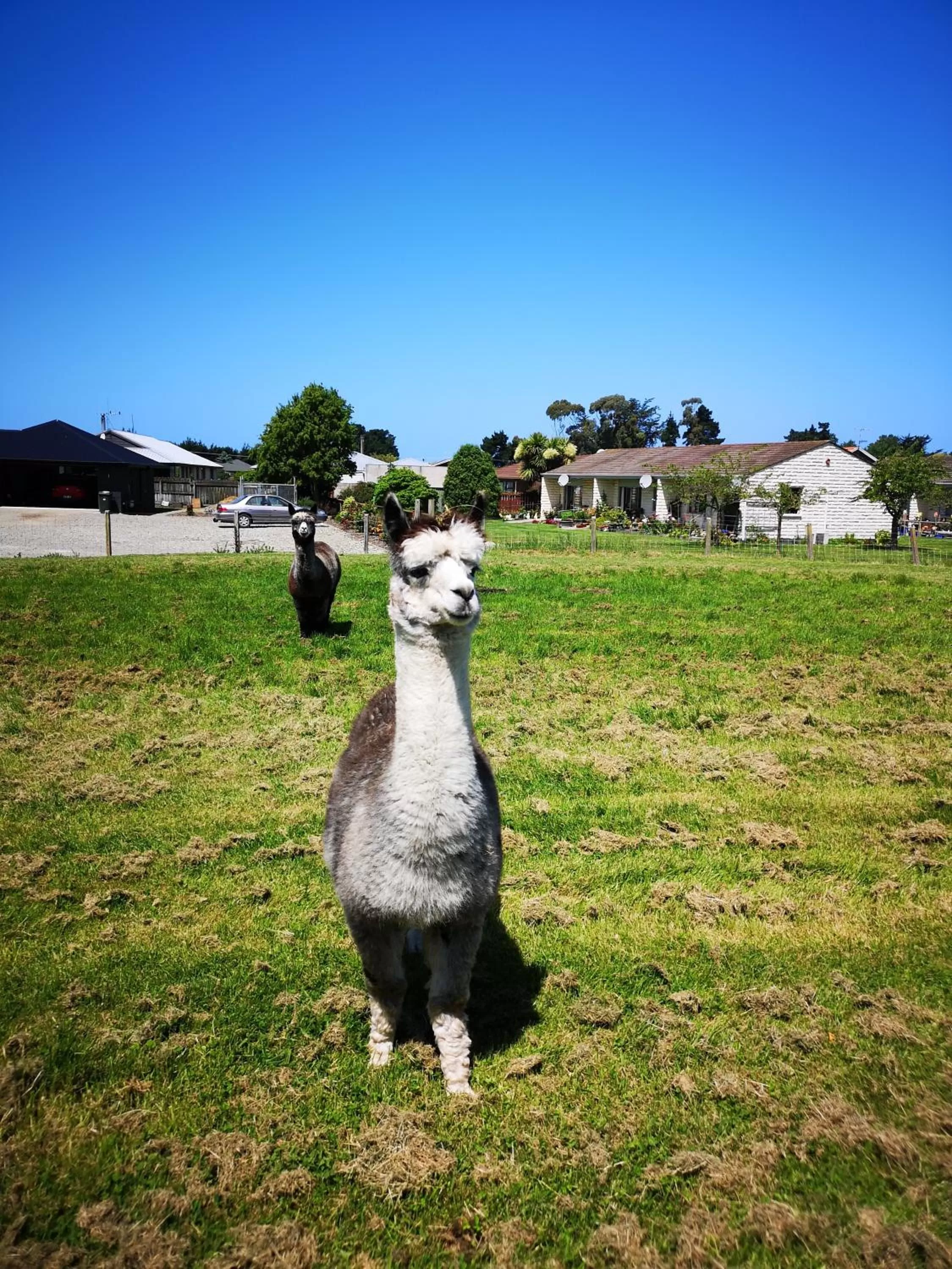 Animals in Colonial Lodge Motel