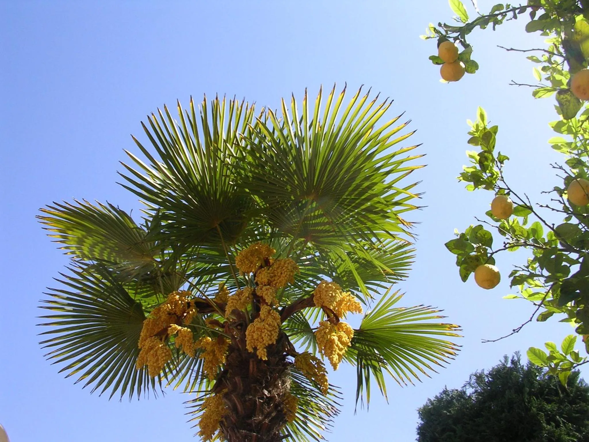 Garden in Hotel Ulisse
