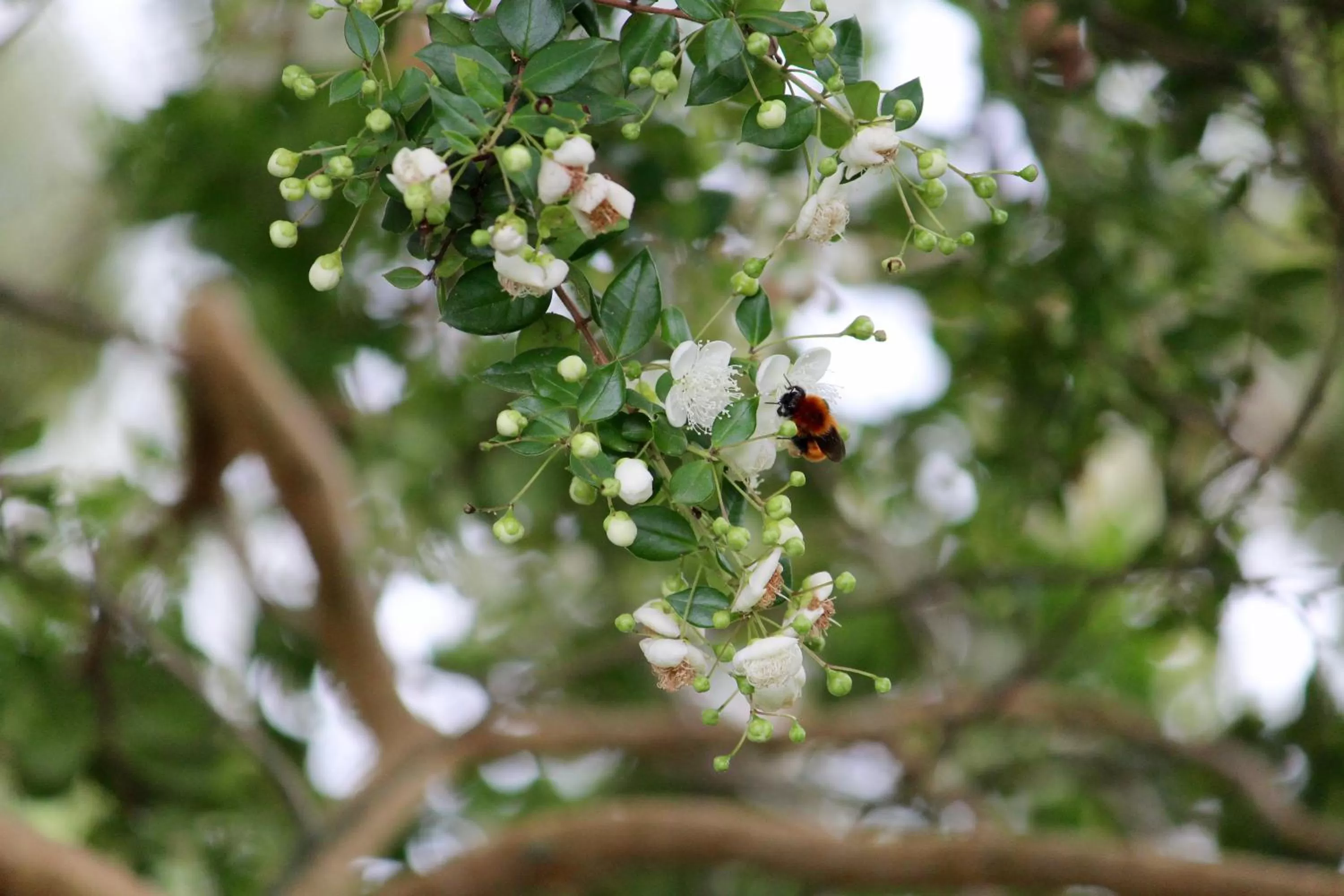 Natural landscape in Hotel Boutique Casa Werner