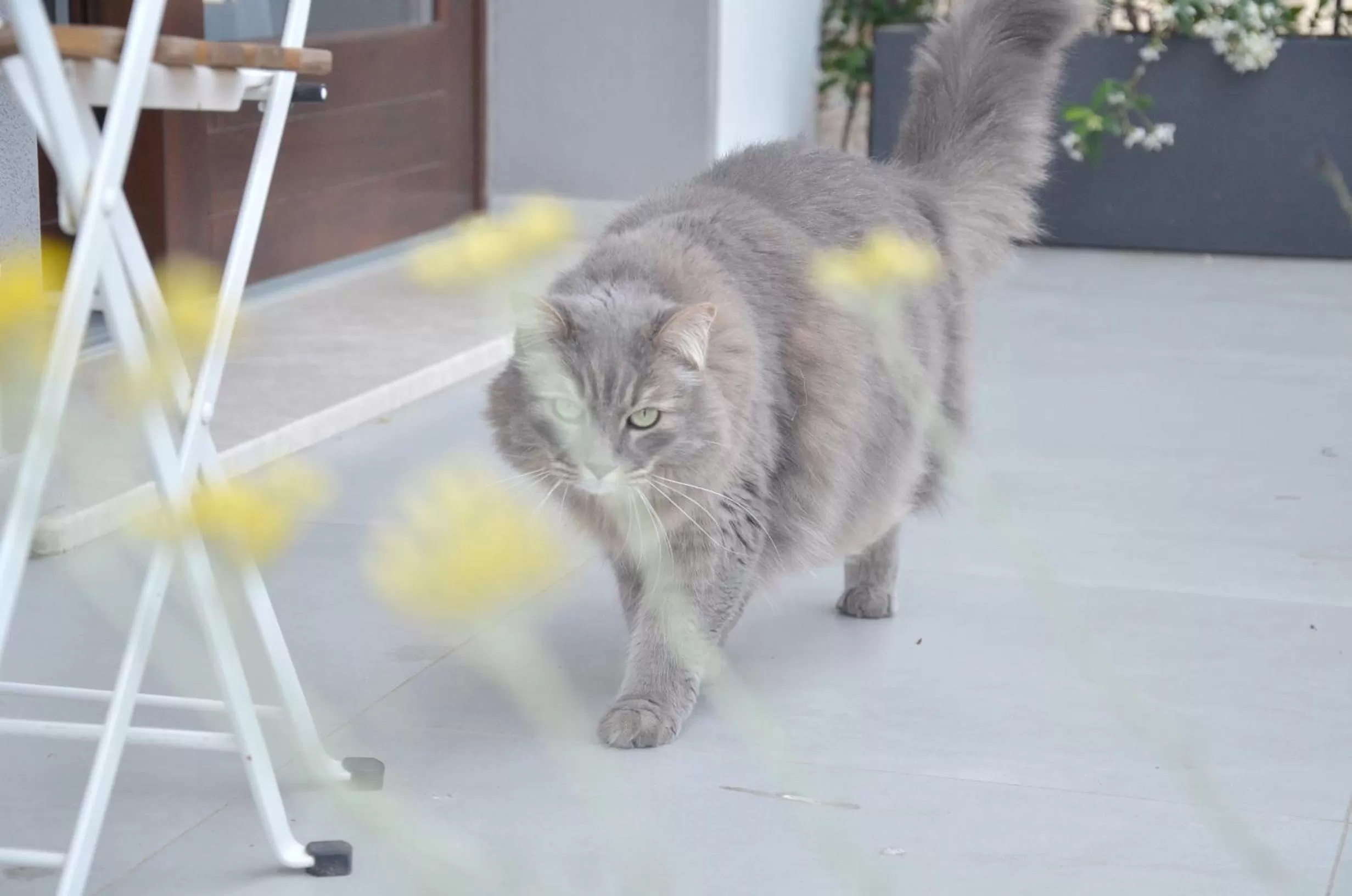Balcony/Terrace, Pets in Tortora bed and breakfast