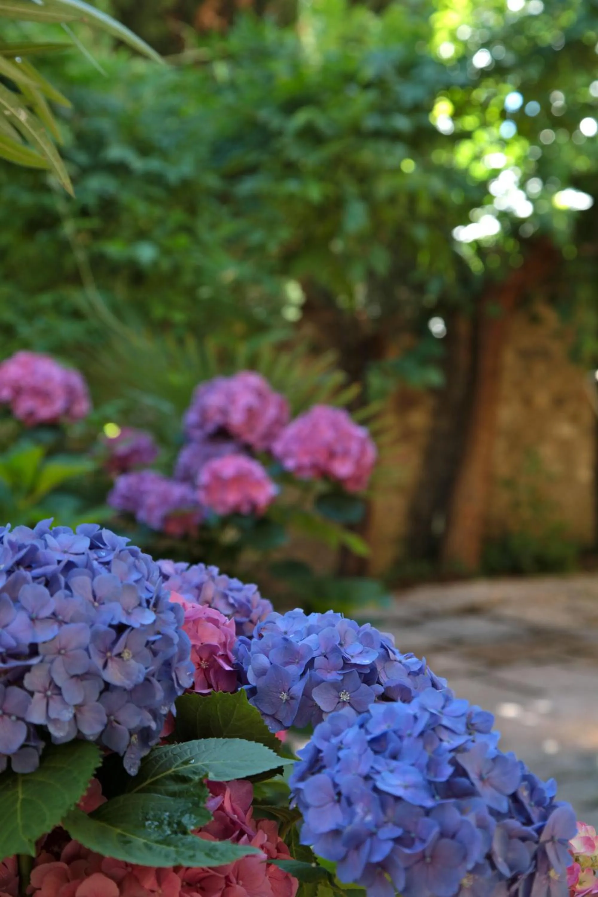 Garden in Hotel San Filis