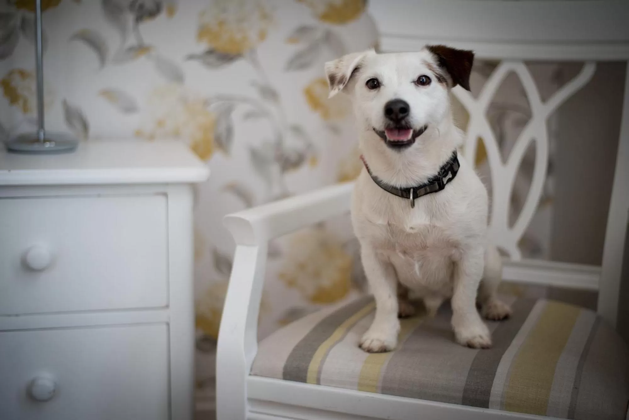 Pets in The Kings Arms Otterton