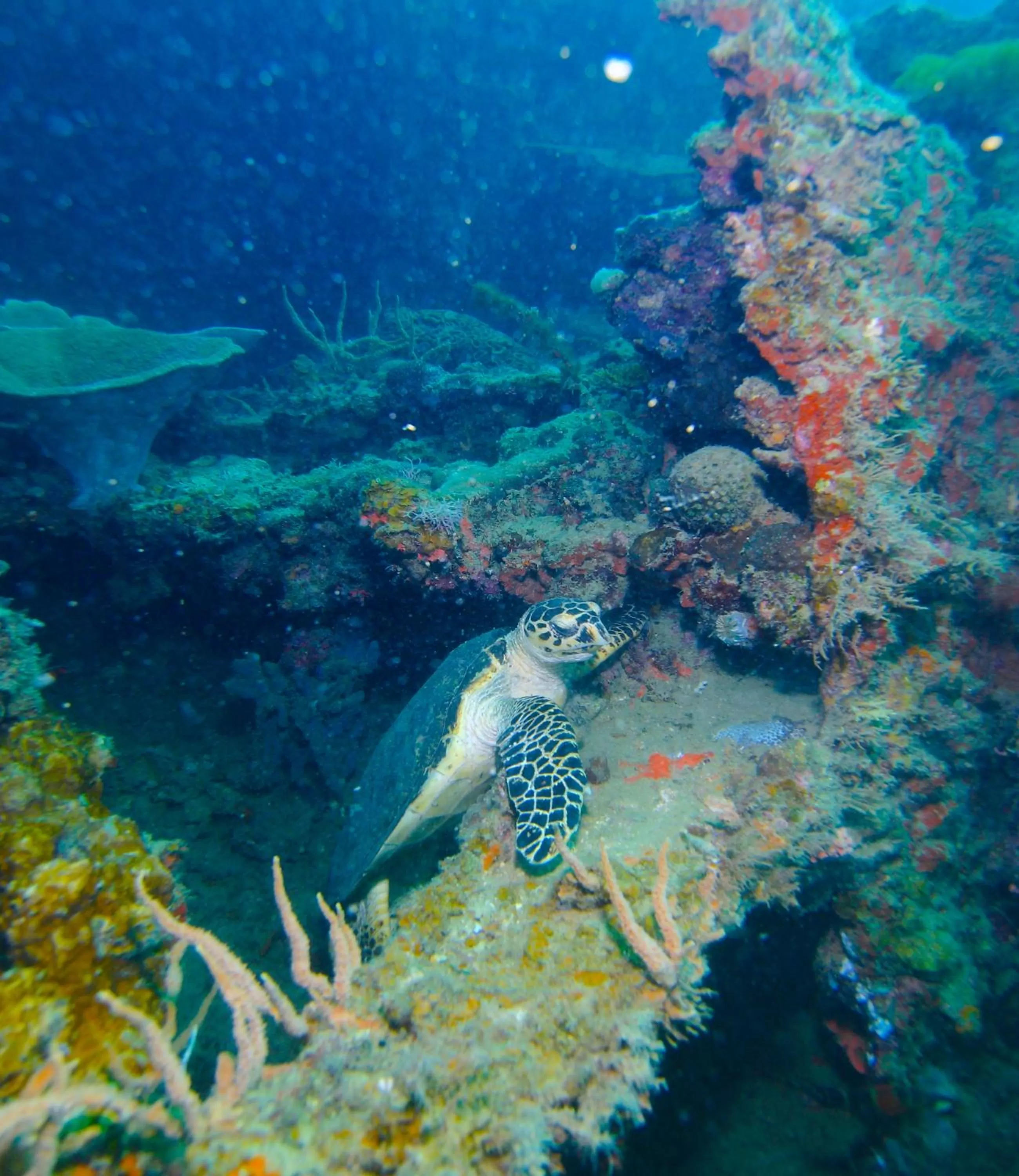 Animals in Chindonan Dive and Beach Resort
