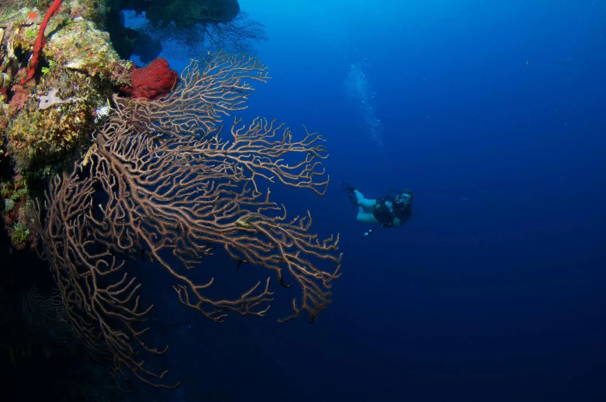 Area and facilities in Holiday Inn Resort Grand Cayman by IHG