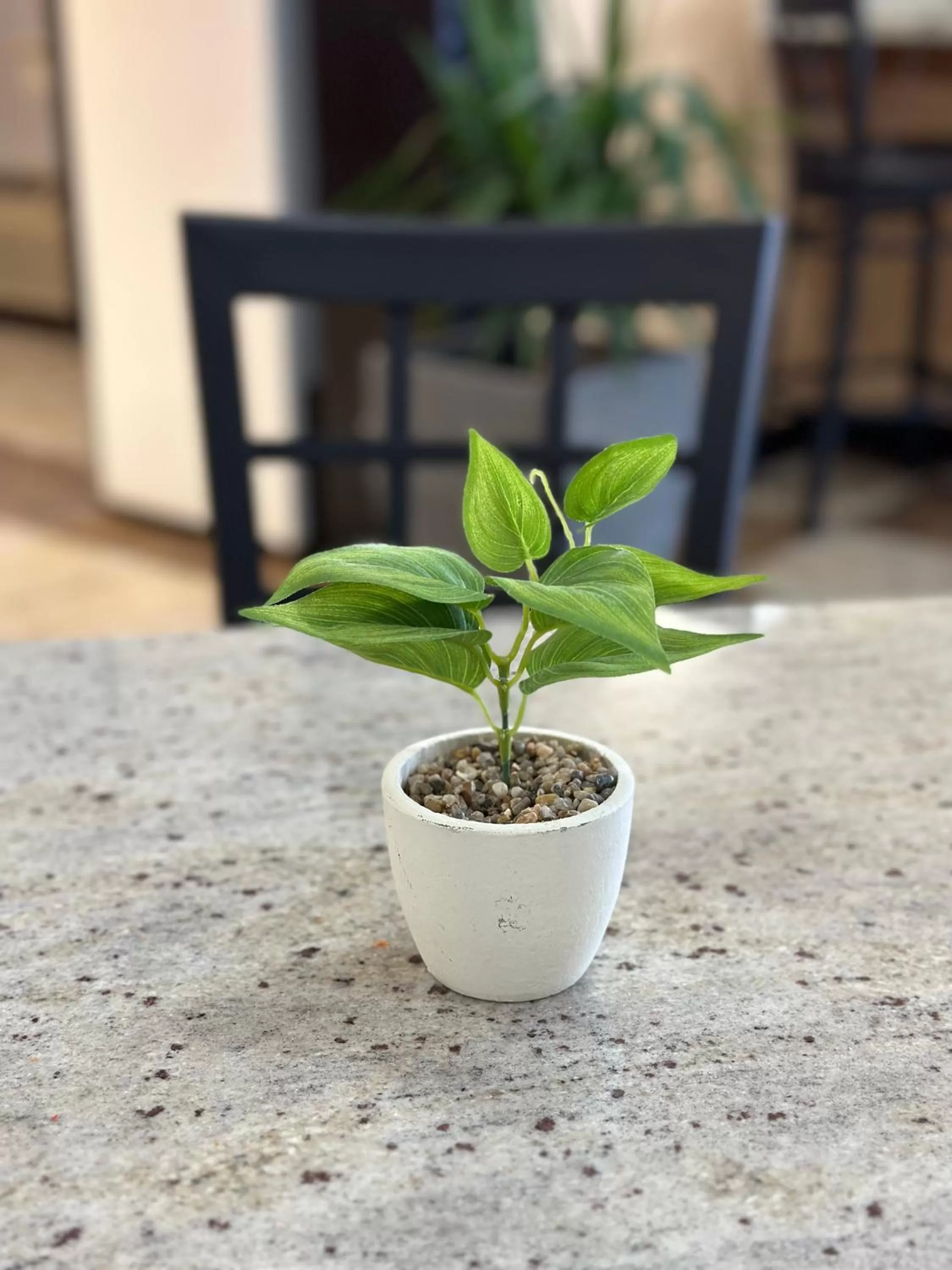 Garden in Econo Lodge Ardmore