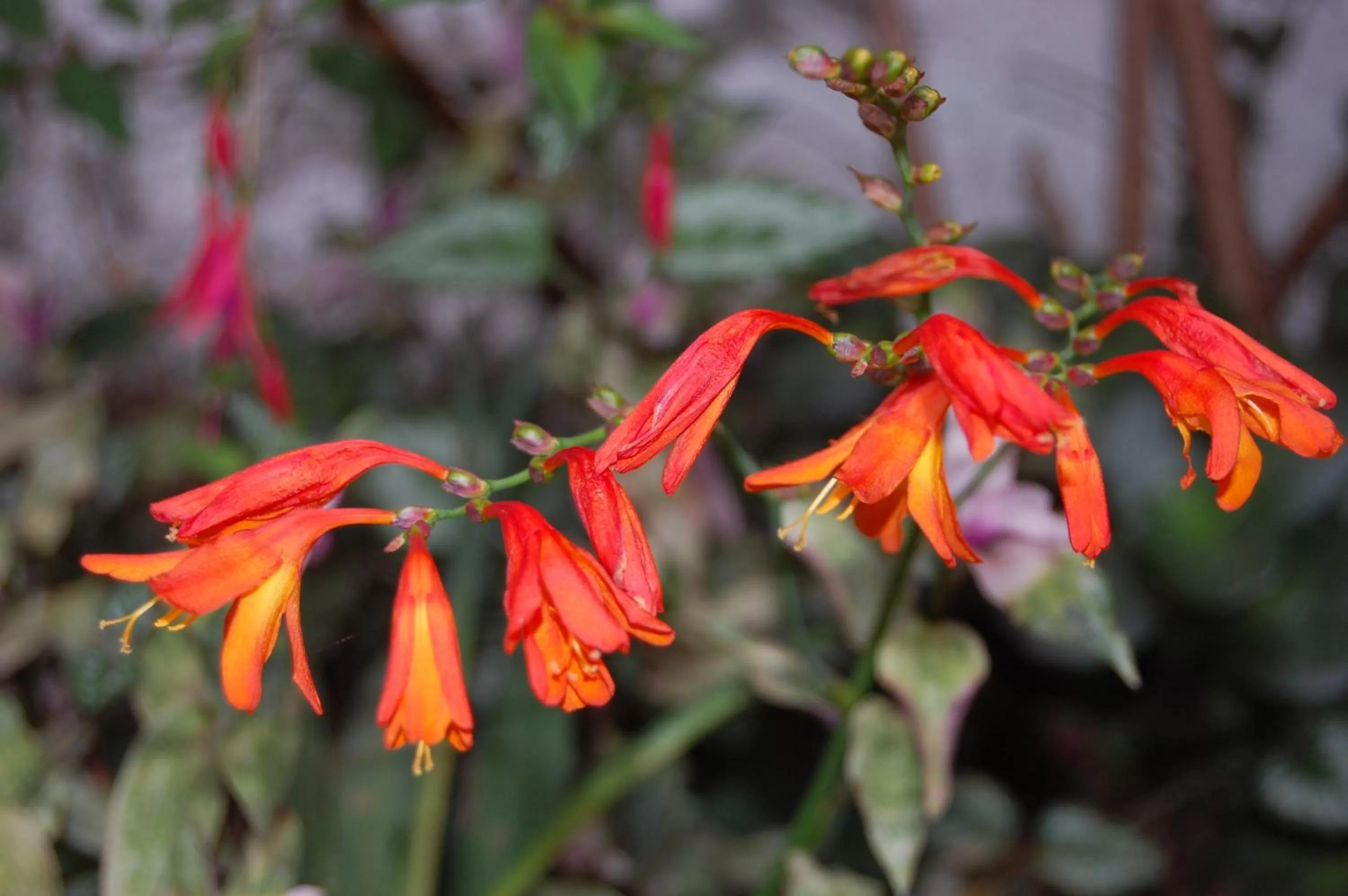 Garden in Apartamentos Otorongo Cuenca Ecuador