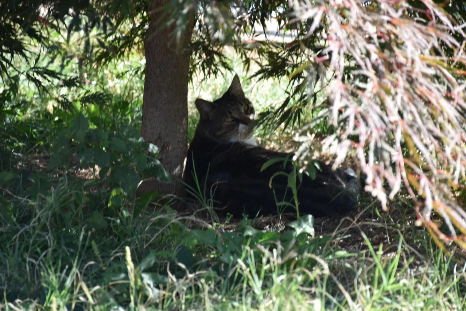 OSTROG Aparthotel KOLIBA-VLASTNIŠTVO MANASTIRA OSTROG